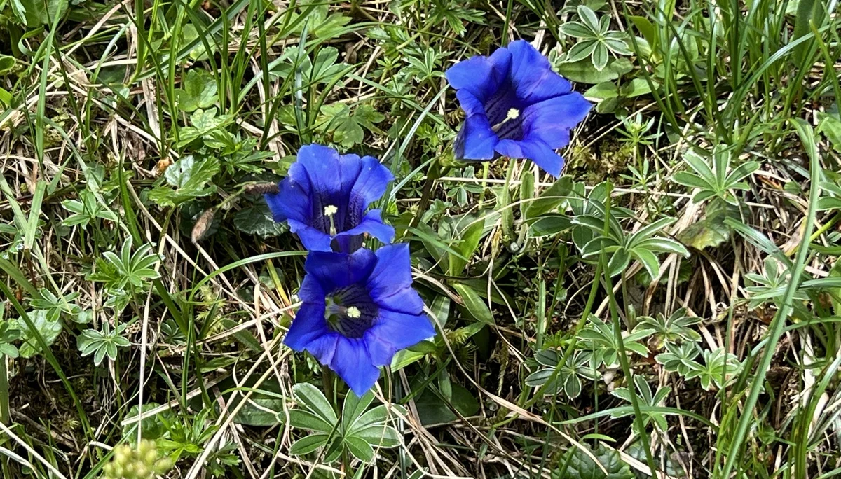 Stängellose Enziane am Bernadeinsteig | © DAV Augsburg Senioren