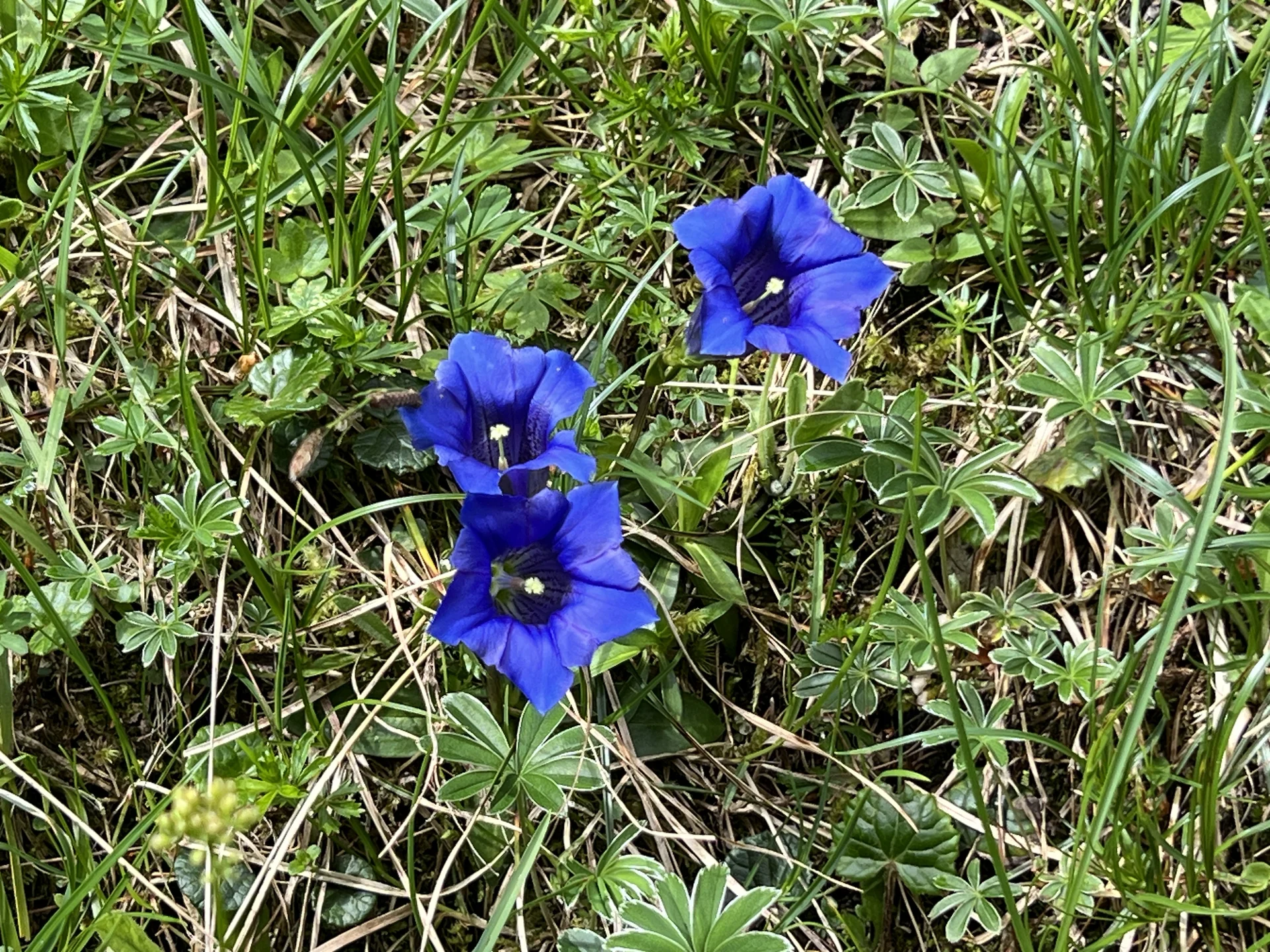 Stängellose Enziane am Bernadeinsteig | © DAV Augsburg Senioren