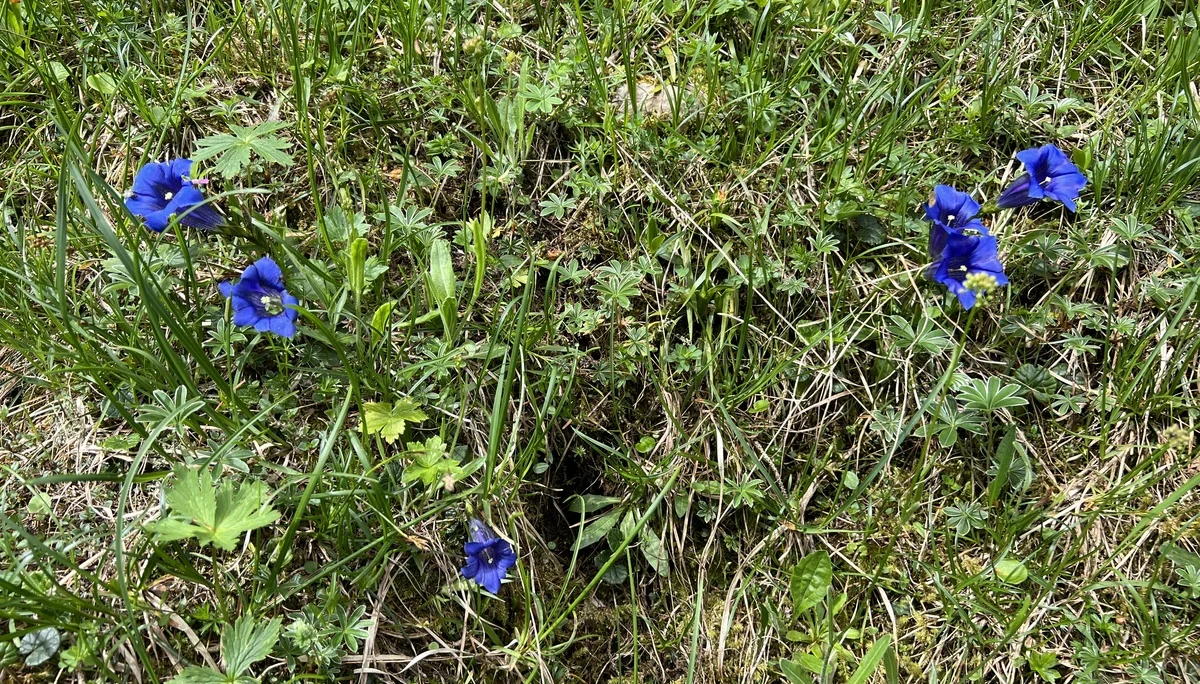 Stängellose Enziane am Bernadeinsteig | © DAV Augsburg Senioren
