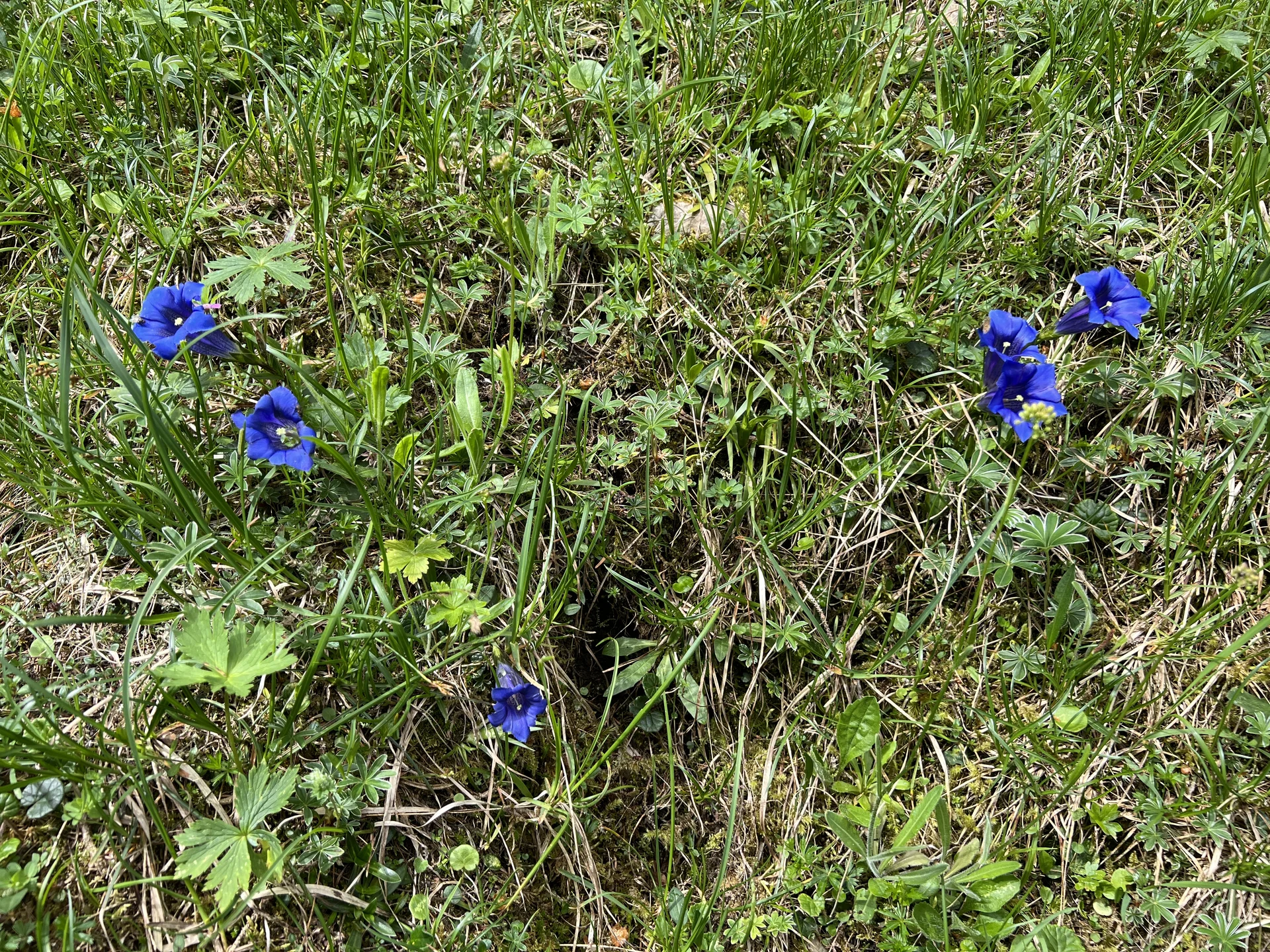 Stängellose Enziane am Bernadeinsteig | © DAV Augsburg Senioren