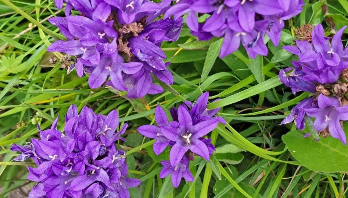 Knäuelglockenblume | © DAV Augsburg Senioren