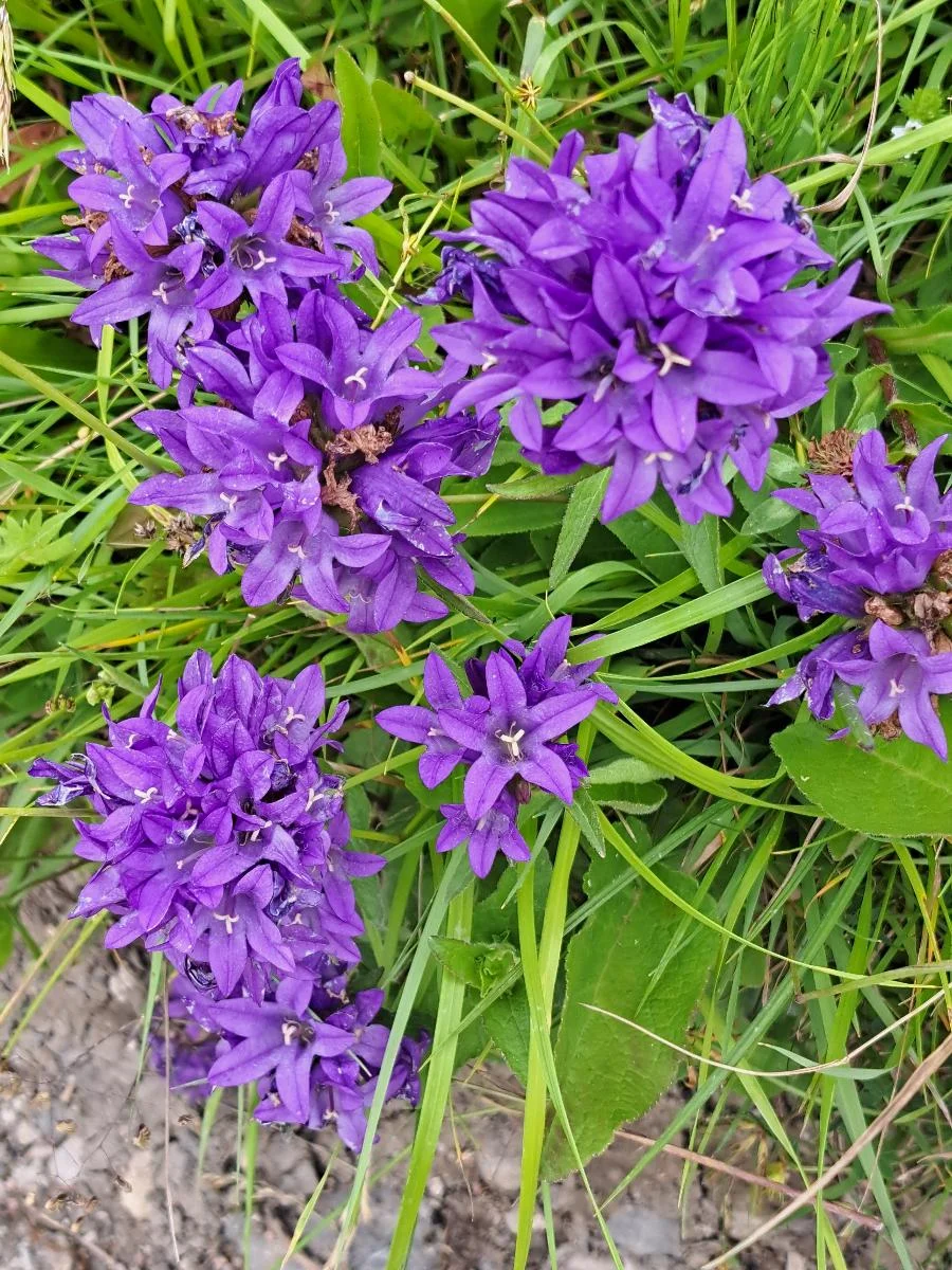 Knäuelglockenblume | © DAV Augsburg Senioren