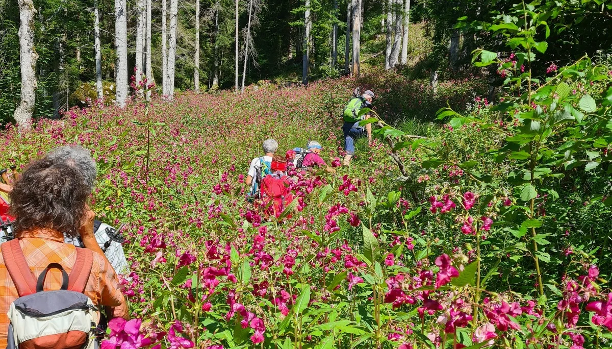 Ohne Weg durch schön blühendes Drüsiges Springkraut... | © DAV Augsburg Senioren