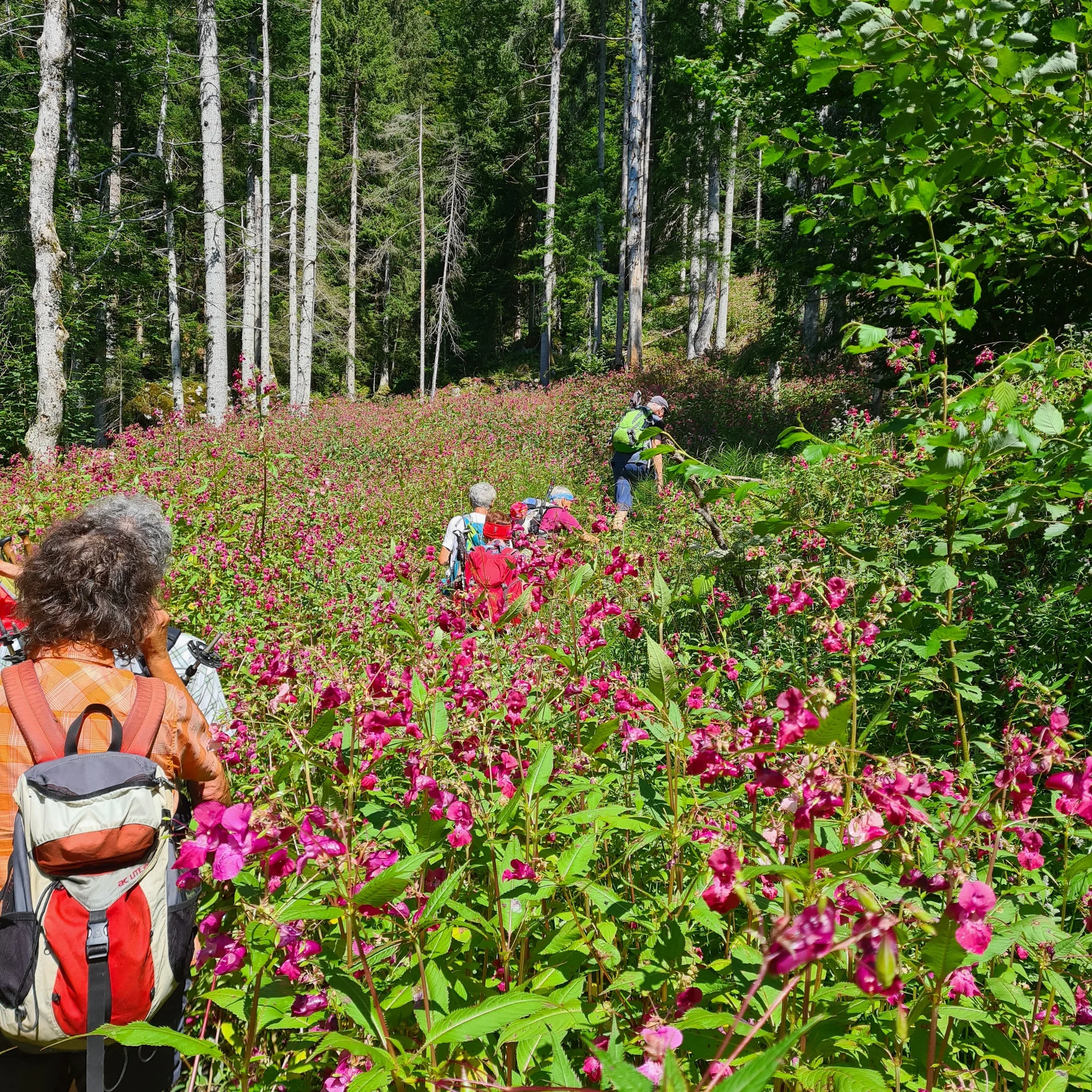 Ohne Weg durch schön blühendes Drüsiges Springkraut... | © DAV Augsburg Senioren