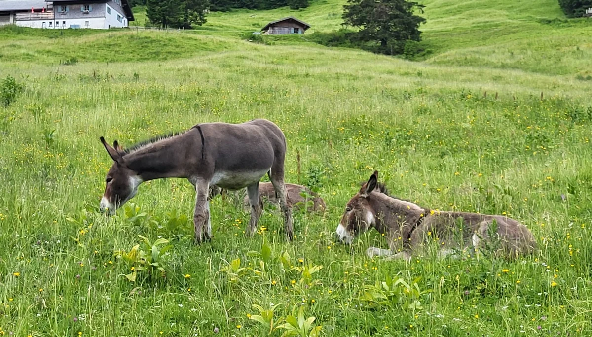 © DAV Augsburg Senioren
