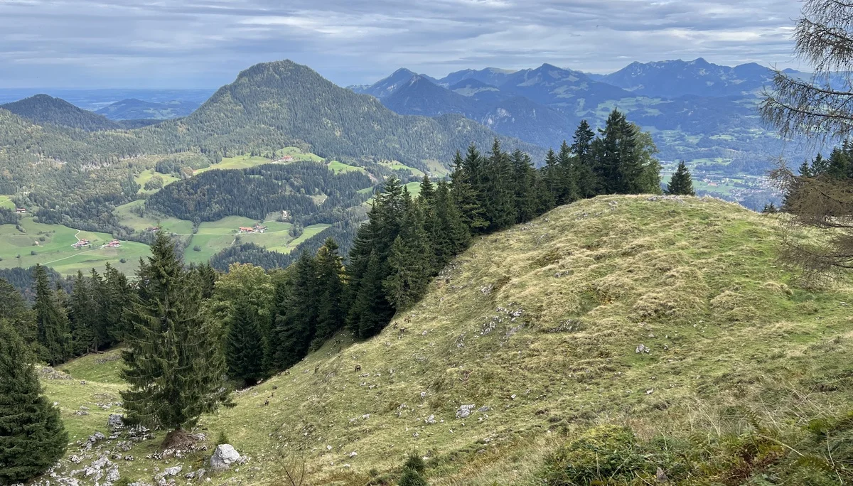 Aufstief zum Brünnsteinhaus - Gämsen, im Hintergrund die Chiemgauer Alpen | © DAV Augsburg Senioren