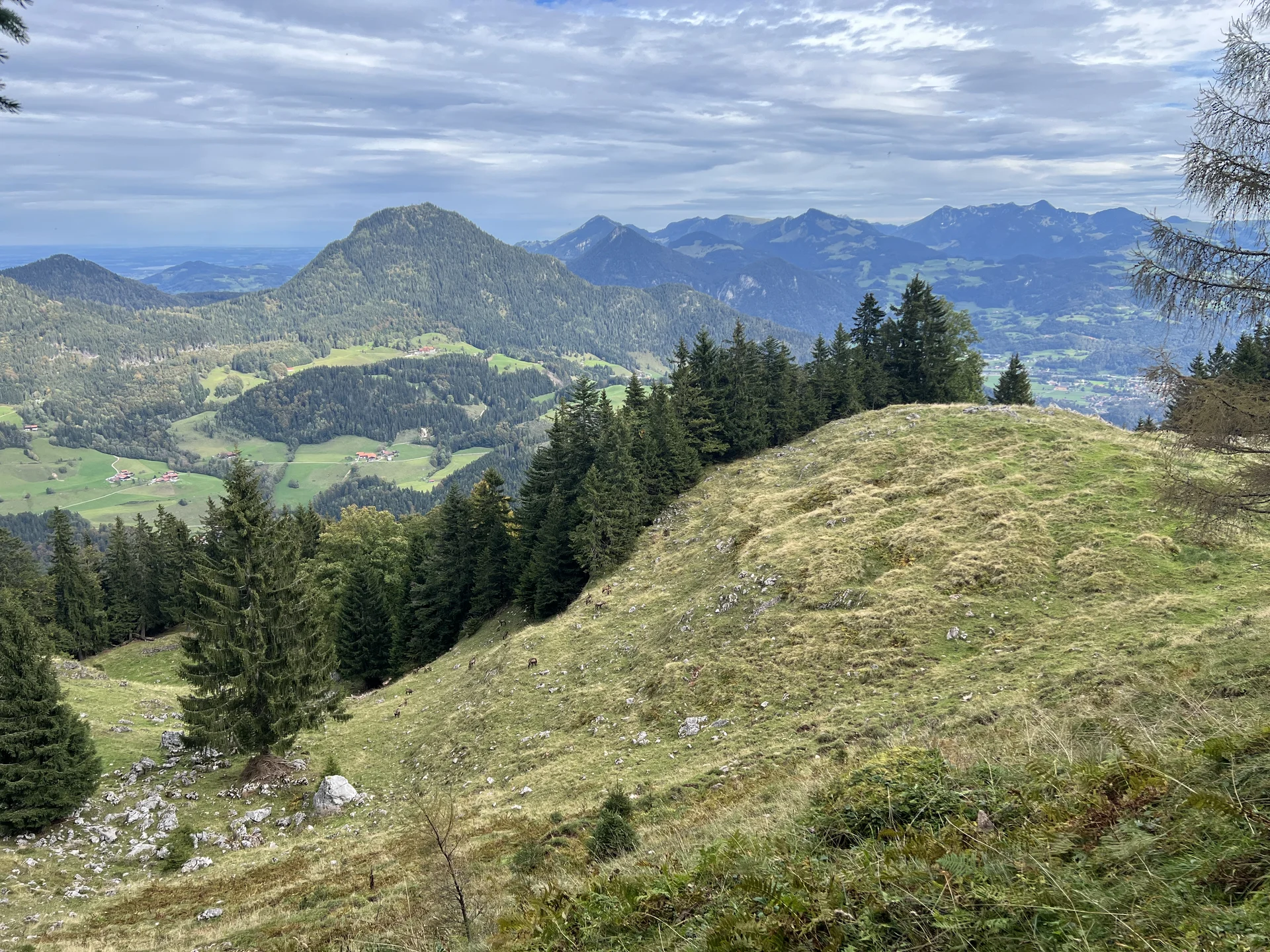 Aufstief zum Brünnsteinhaus - Gämsen, im Hintergrund die Chiemgauer Alpen | © DAV Augsburg Senioren