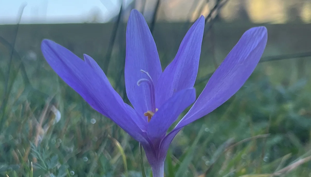 Herbstzeitlose bei der Niederhofer-Alm | © DAV Augsburg Senioren