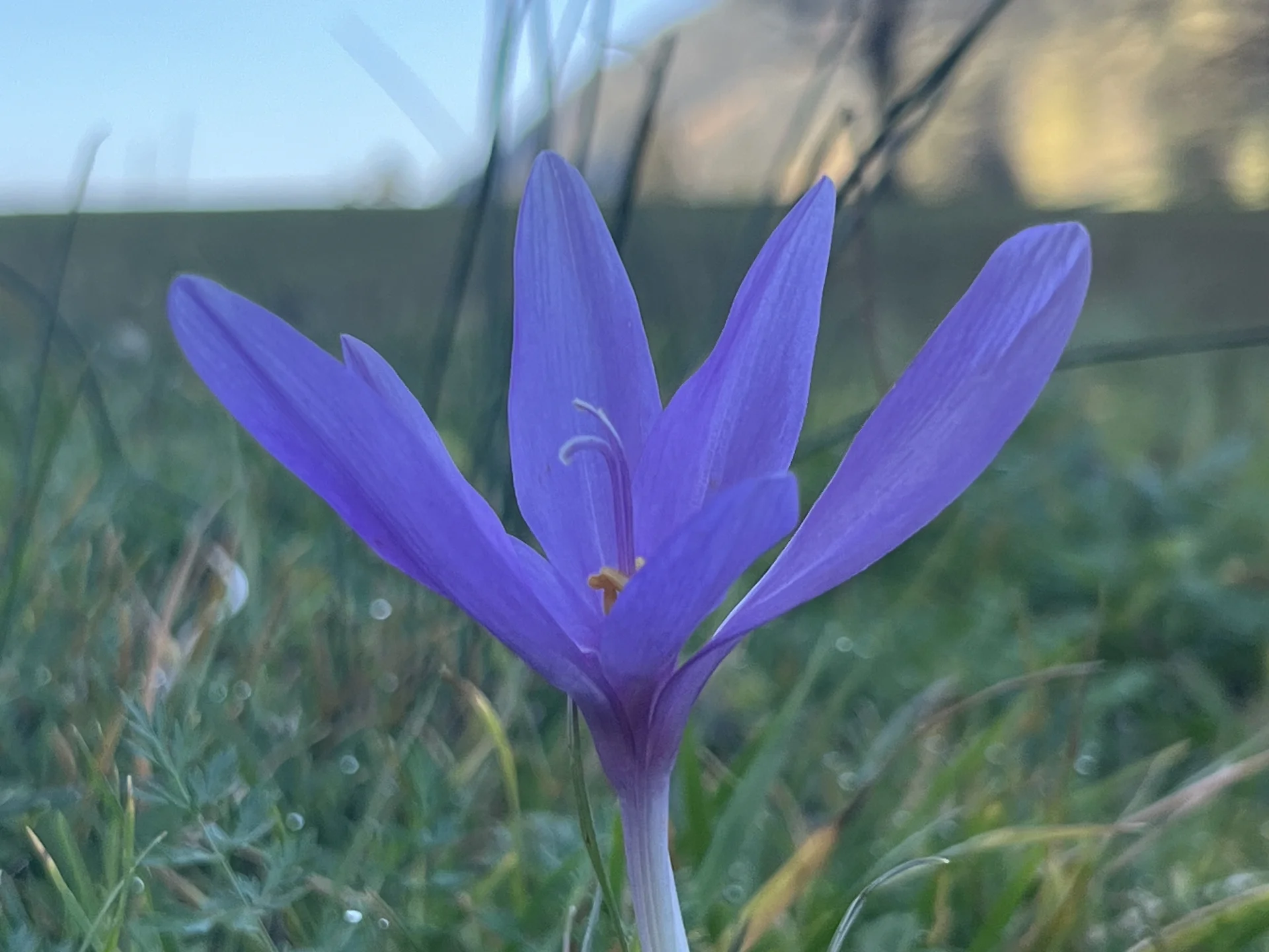 Herbstzeitlose bei der Niederhofer-Alm | © DAV Augsburg Senioren