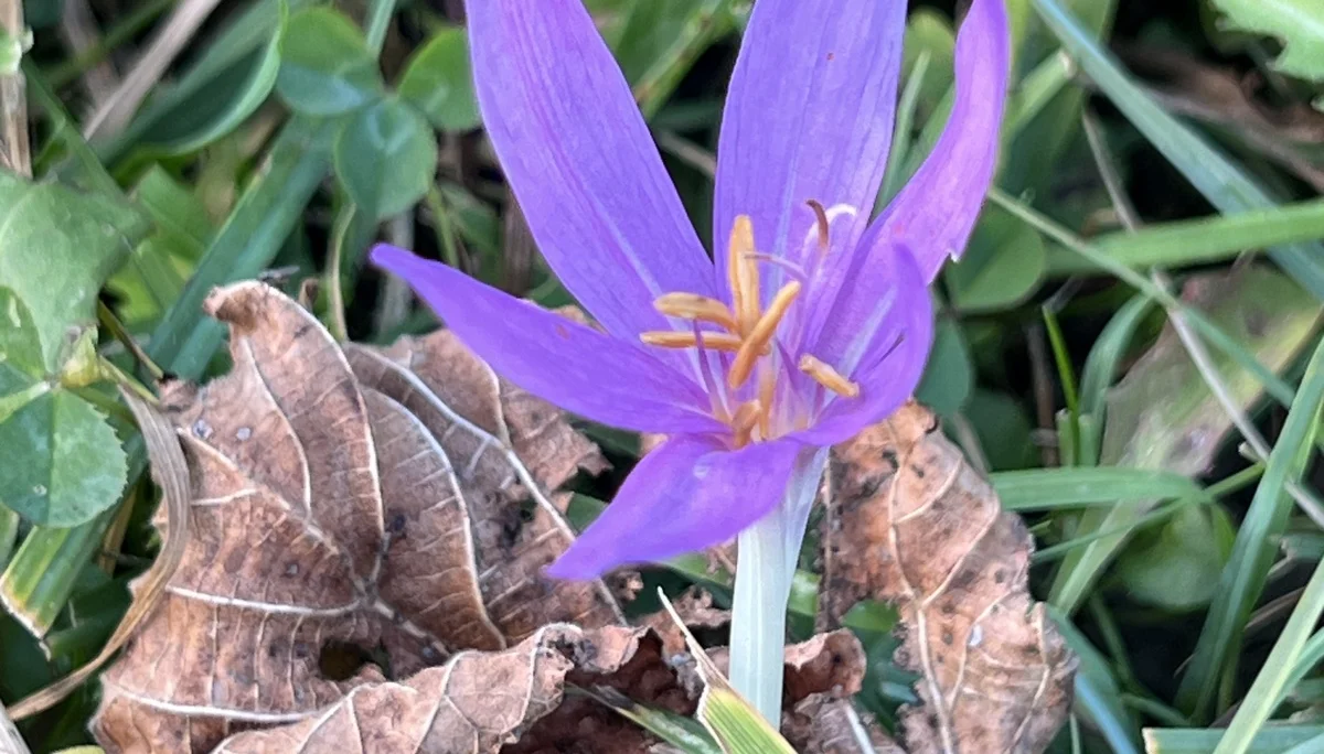 Herbstzeitlose bei der Niederhofer-Alm | © DAV Augsburg Senioren