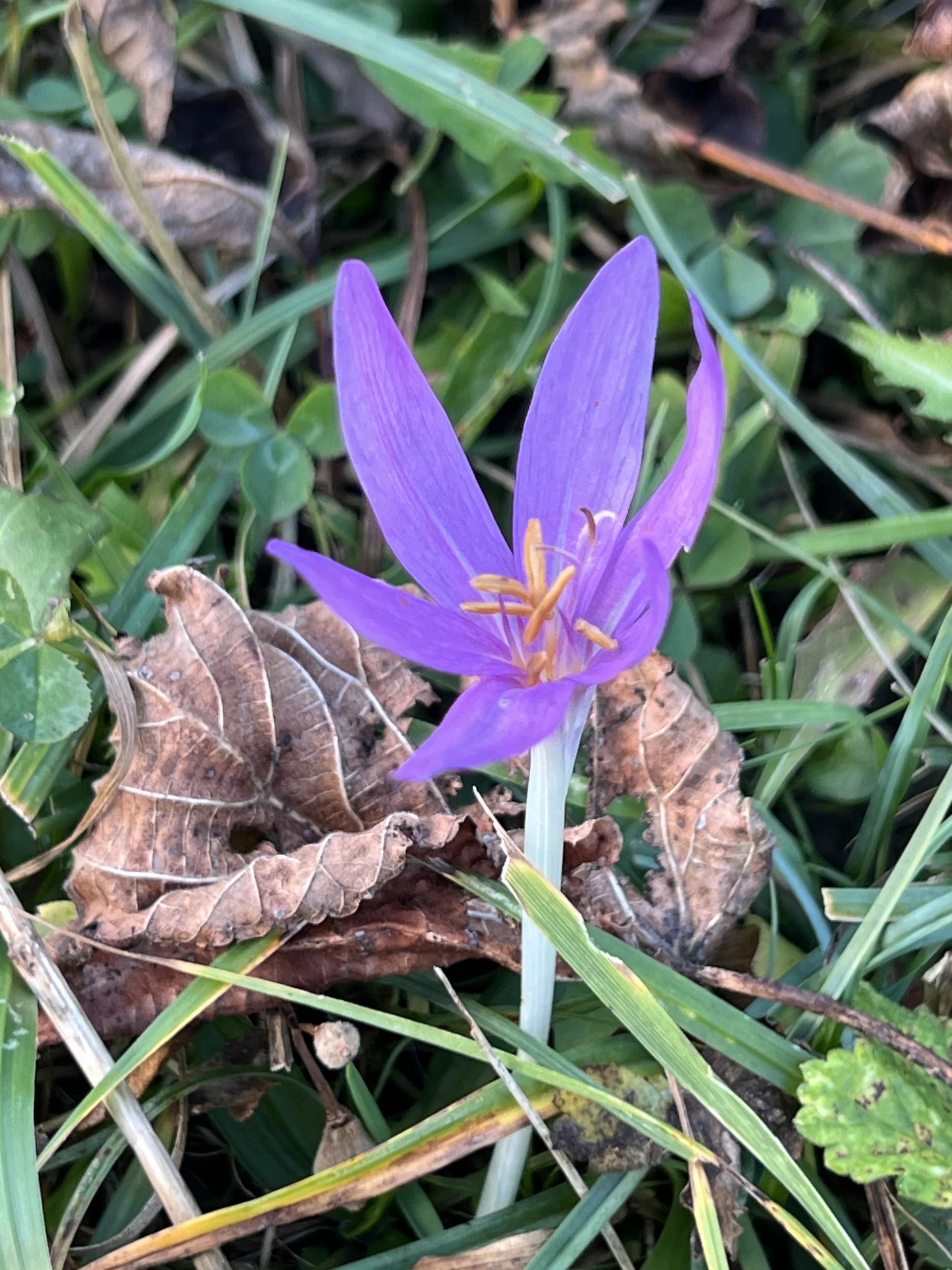 Herbstzeitlose bei der Niederhofer-Alm | © DAV Augsburg Senioren