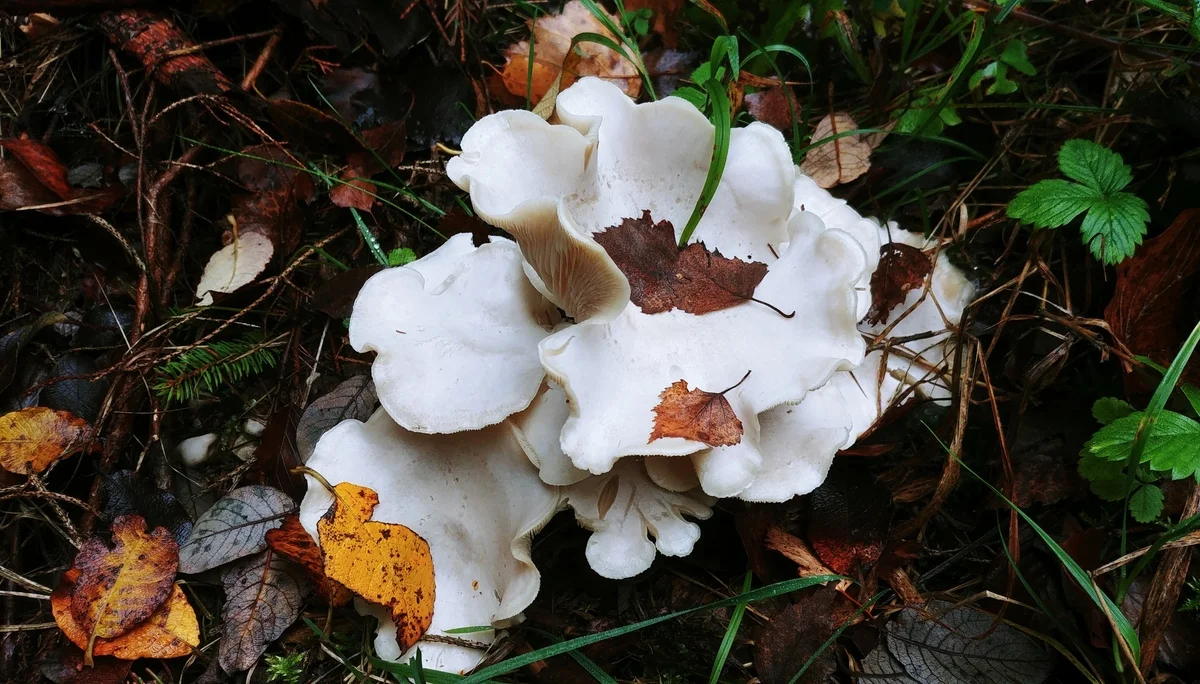 Riesen-Krempentrichterling | © DAV Augsburg Senioren