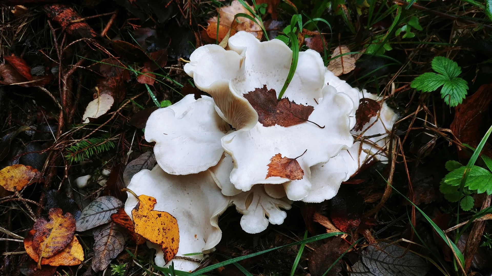 Riesen-Krempentrichterling | © DAV Augsburg Senioren