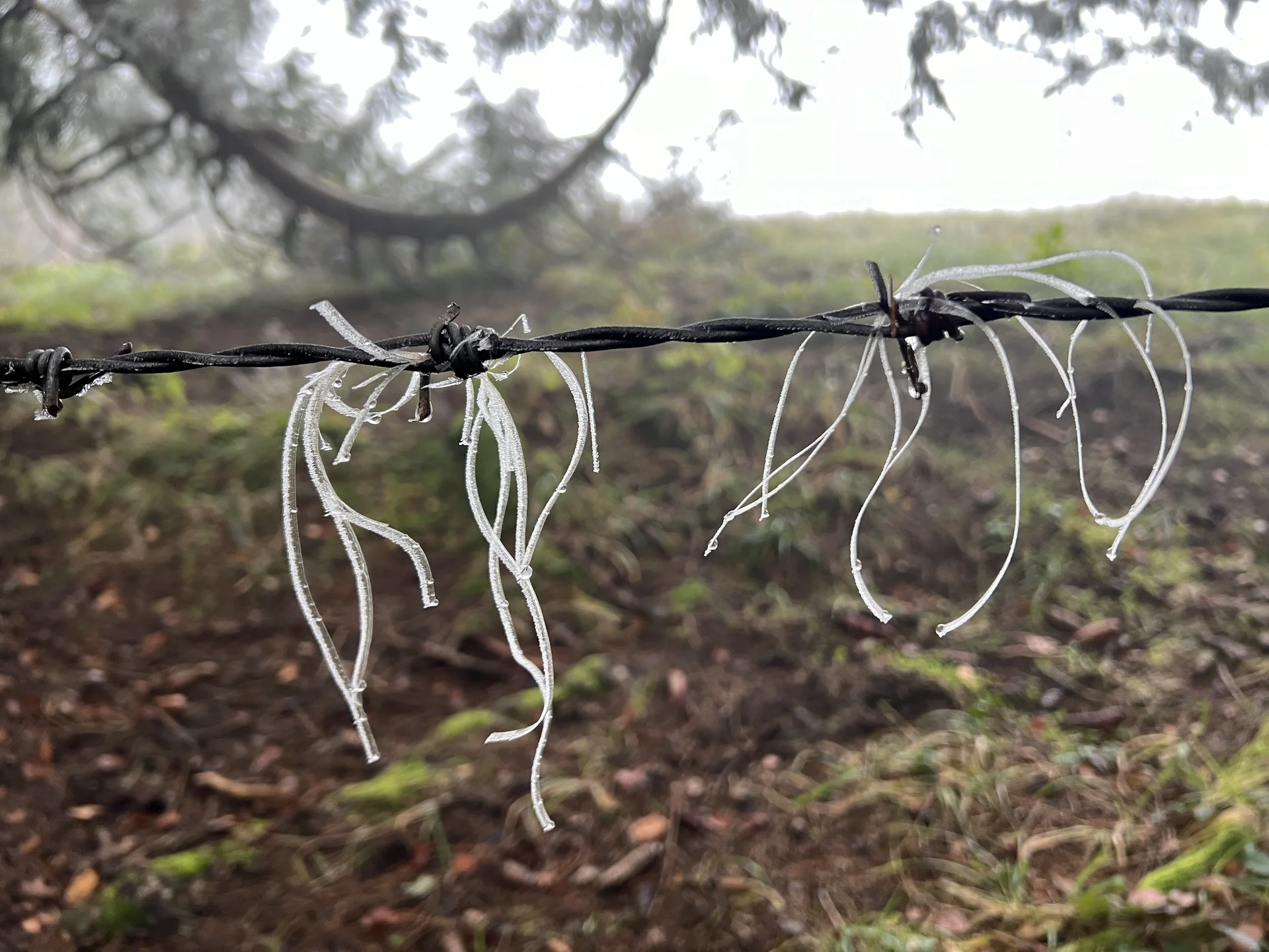 Eisfäden am Zwieselberg | © DAV Augsburg Senioren