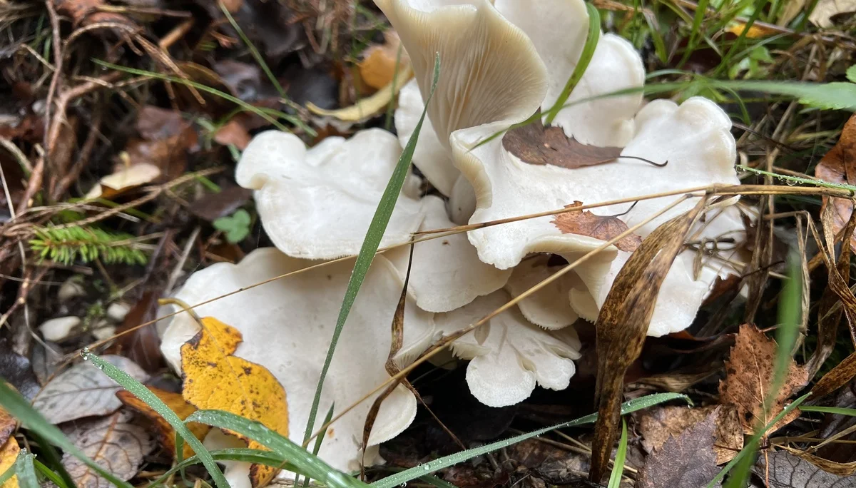 Austernseitlinge am Weg vom Zwieselberg in Tal | © DAV Augsburg Senioren