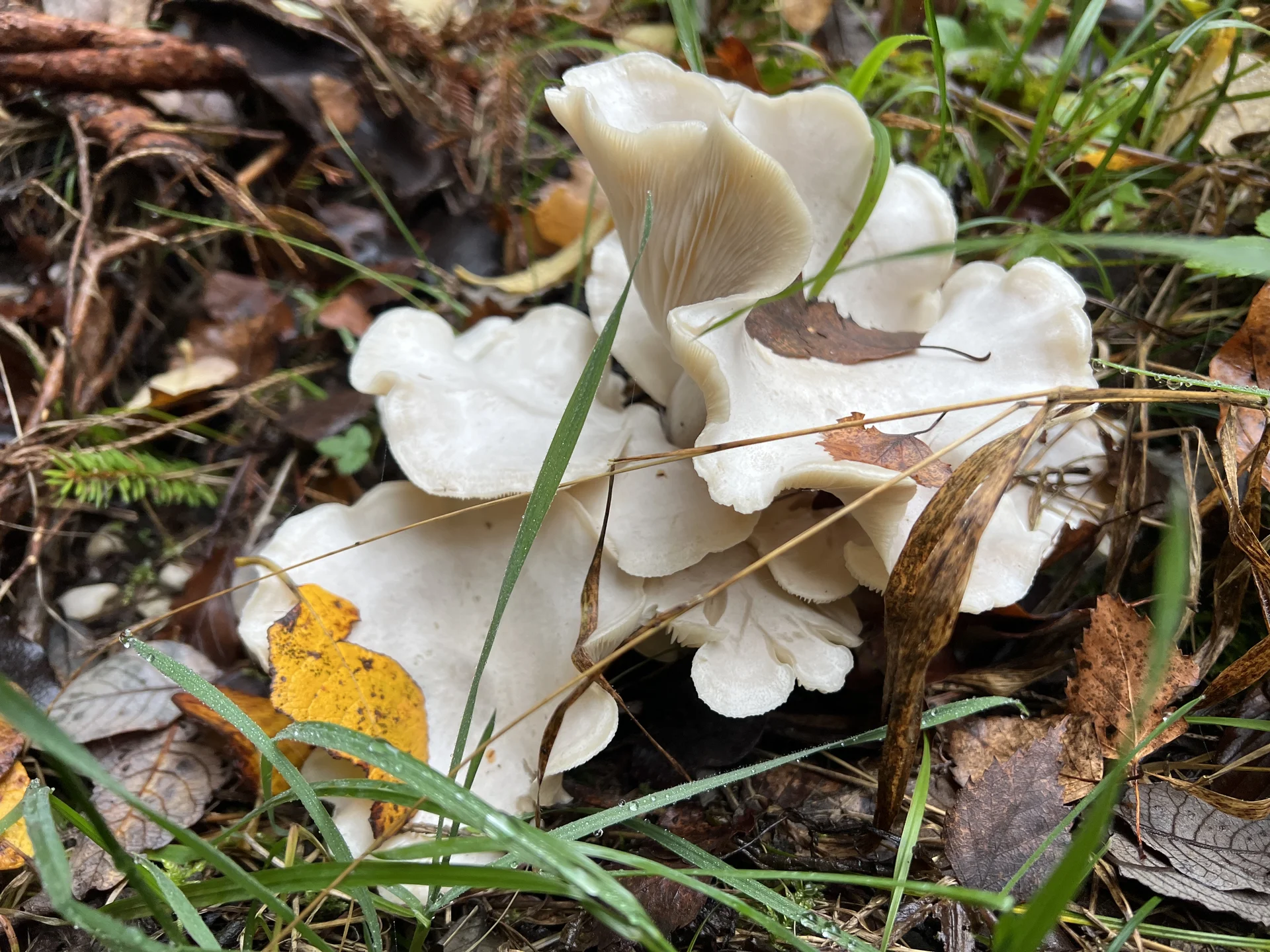 Austernseitlinge am Weg vom Zwieselberg in Tal | © DAV Augsburg Senioren
