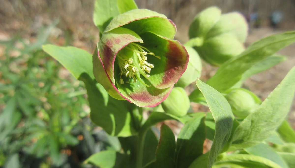 Stinkende Nieswurz | © DAV Augsburg Senioren