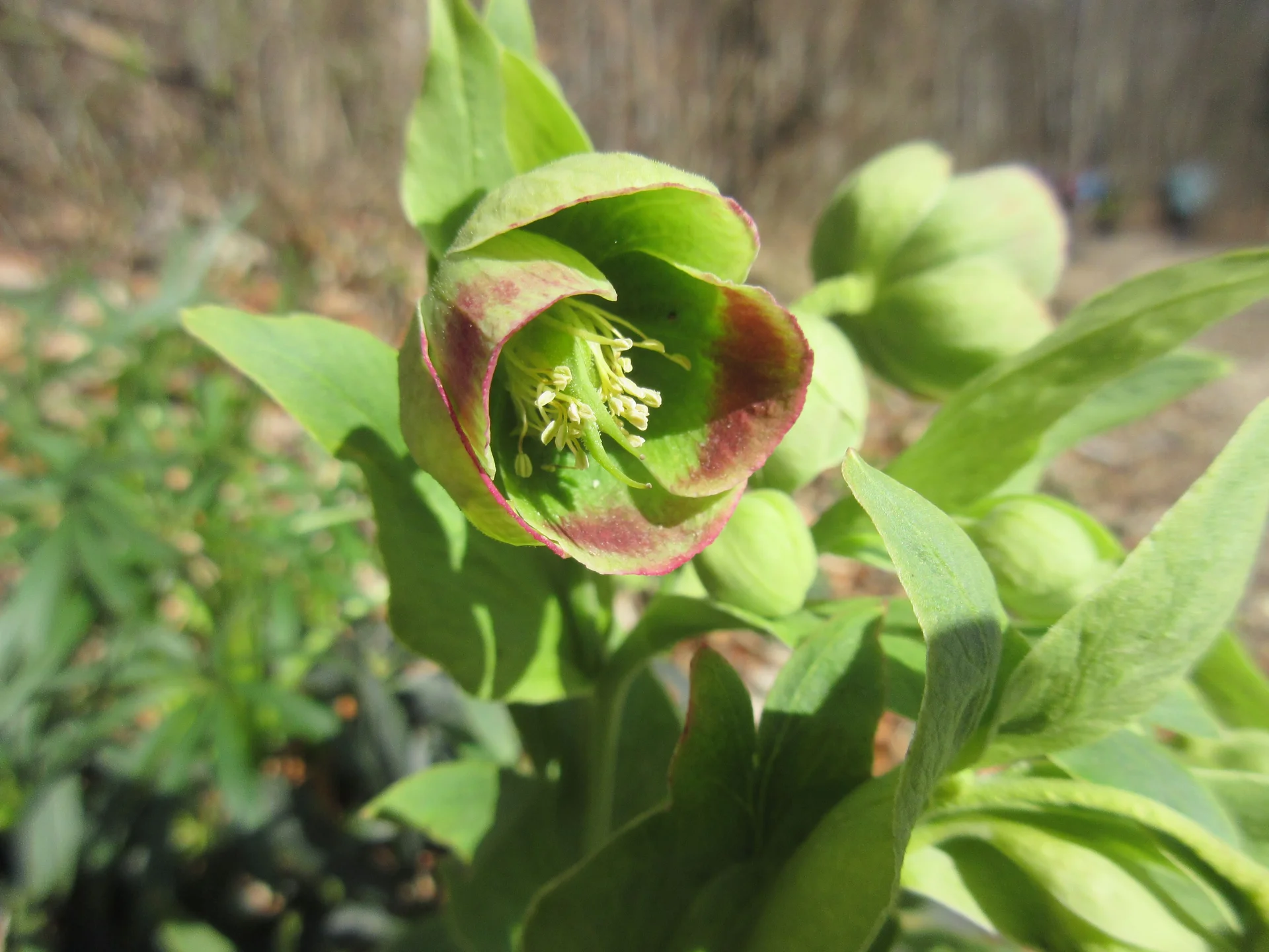 Stinkende Nieswurz | © DAV Augsburg Senioren