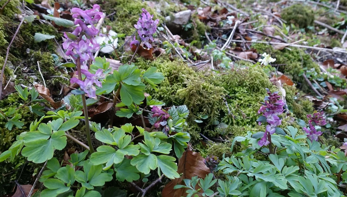 Lerchensporn | © DAV Augsburg Senioren