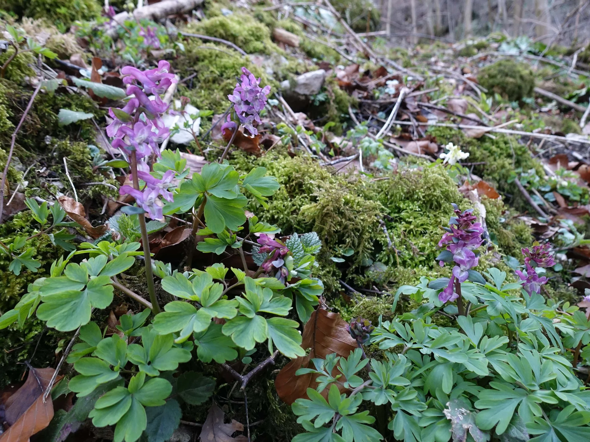 Lerchensporn | © DAV Augsburg Senioren