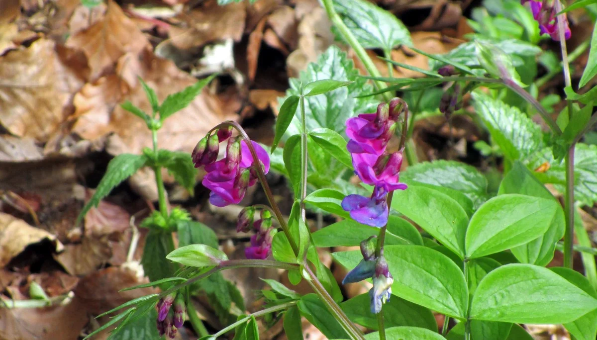 Frühjahrsplatterbse | © DAV Augsburg Senioren
