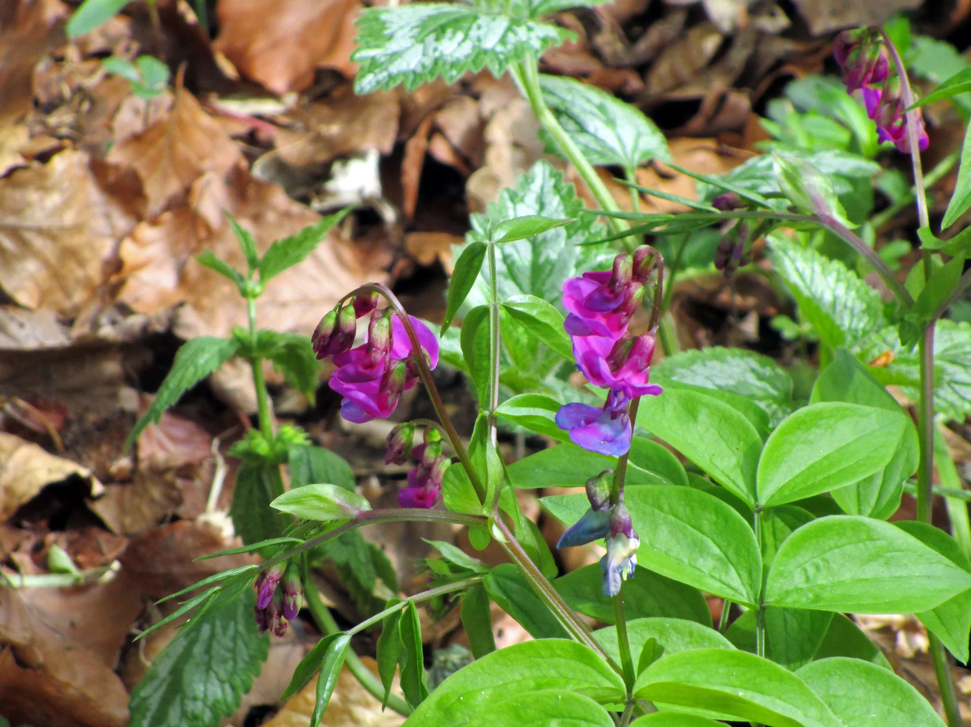 Frühjahrsplatterbse | © DAV Augsburg Senioren