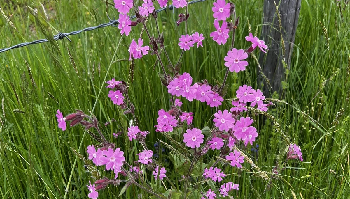 Aufstieg von Wengen zur Salamser Höhe - rote Lichtnelken am Weg bei der Alpe Dachrain | © DAV Augsburg Senioren