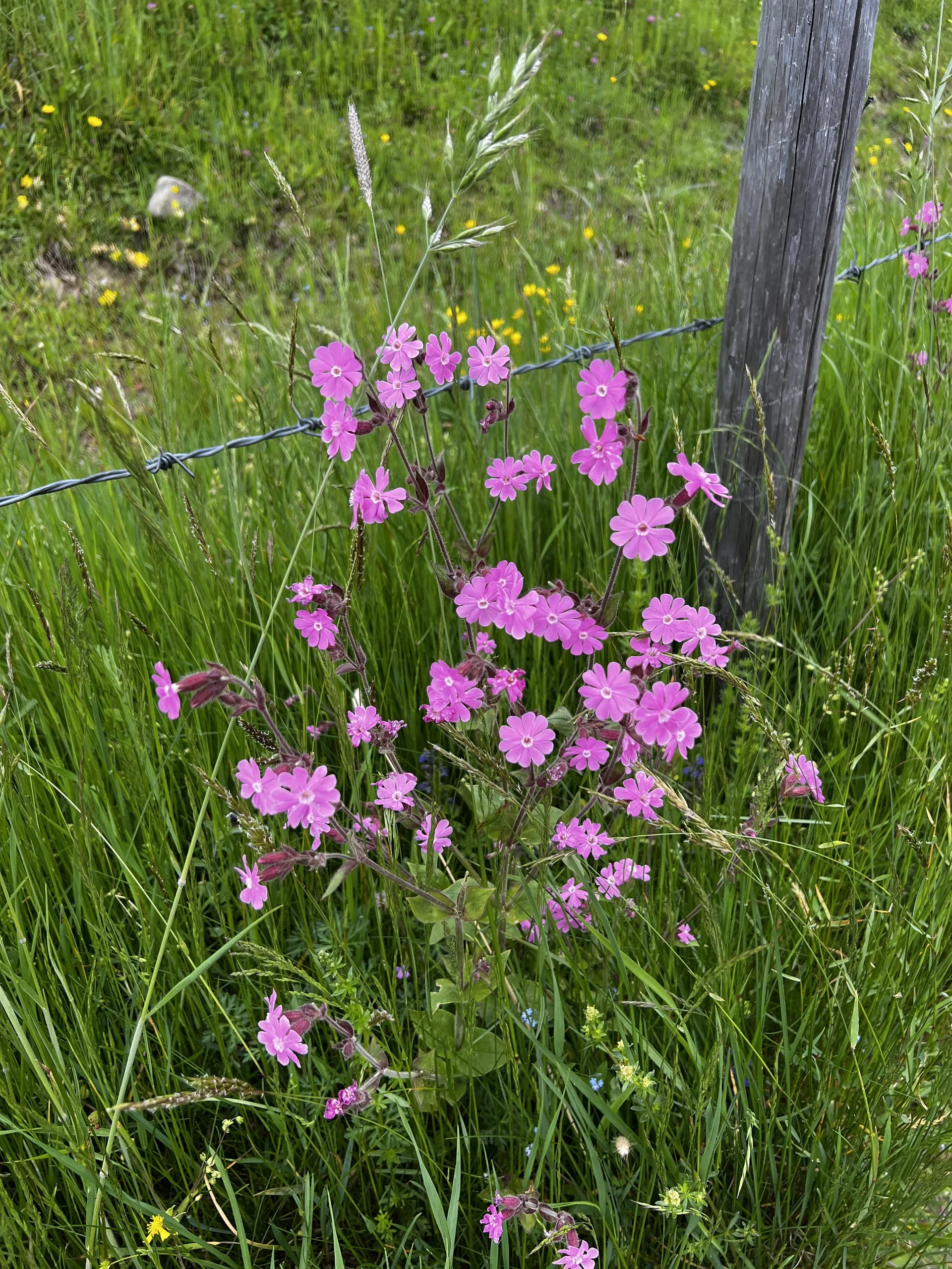 Aufstieg von Wengen zur Salamser Höhe - rote Lichtnelken am Weg bei der Alpe Dachrain | © DAV Augsburg Senioren