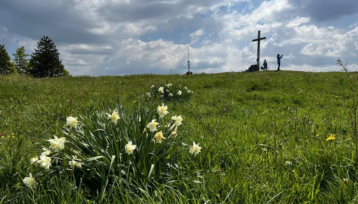 Auf der Salmaser Höhe (1.254 m) - wilde Narzissen | © DAV Augsburg Senioren