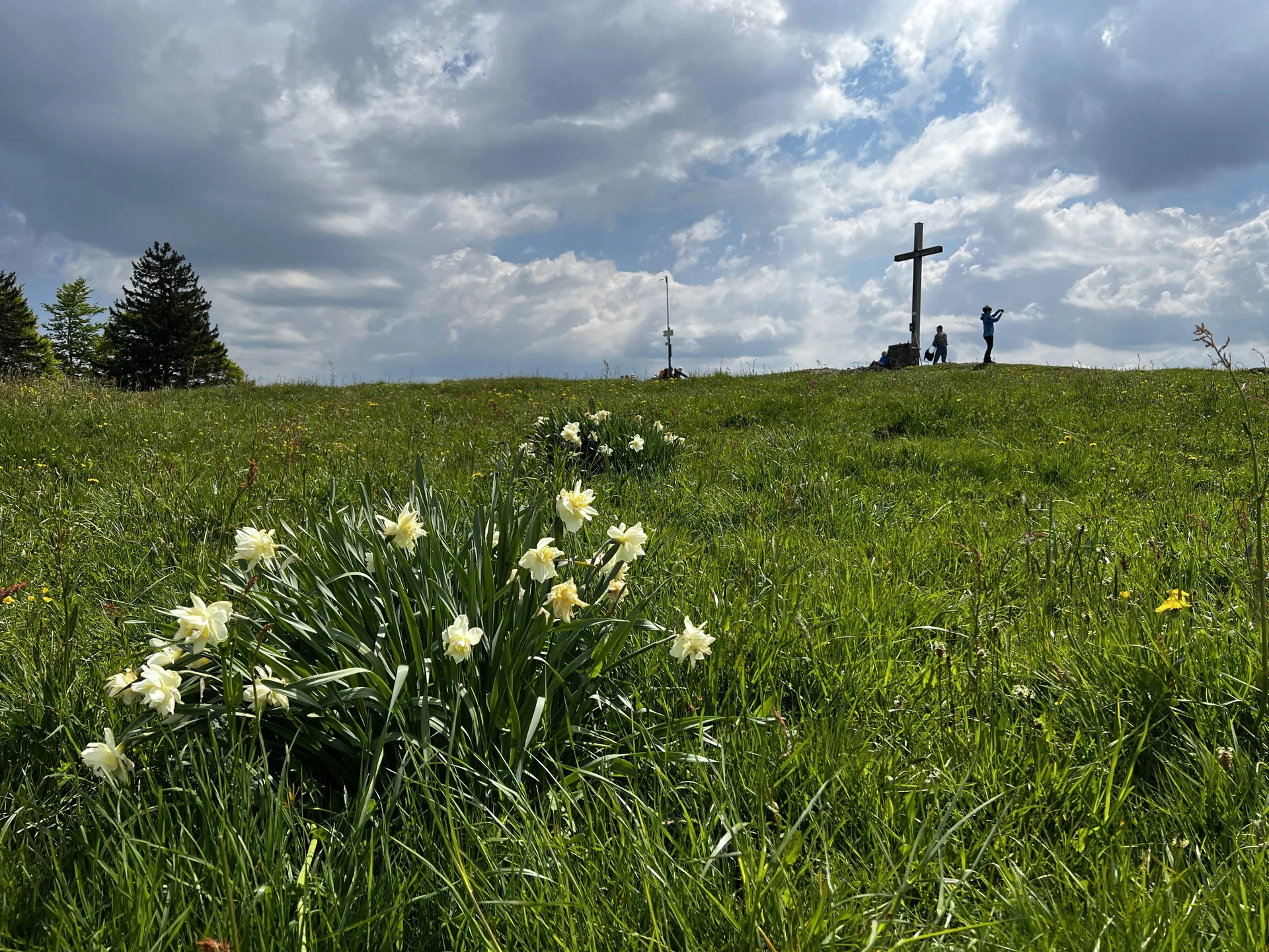 Auf der Salmaser Höhe (1.254 m) - wilde Narzissen | © DAV Augsburg Senioren