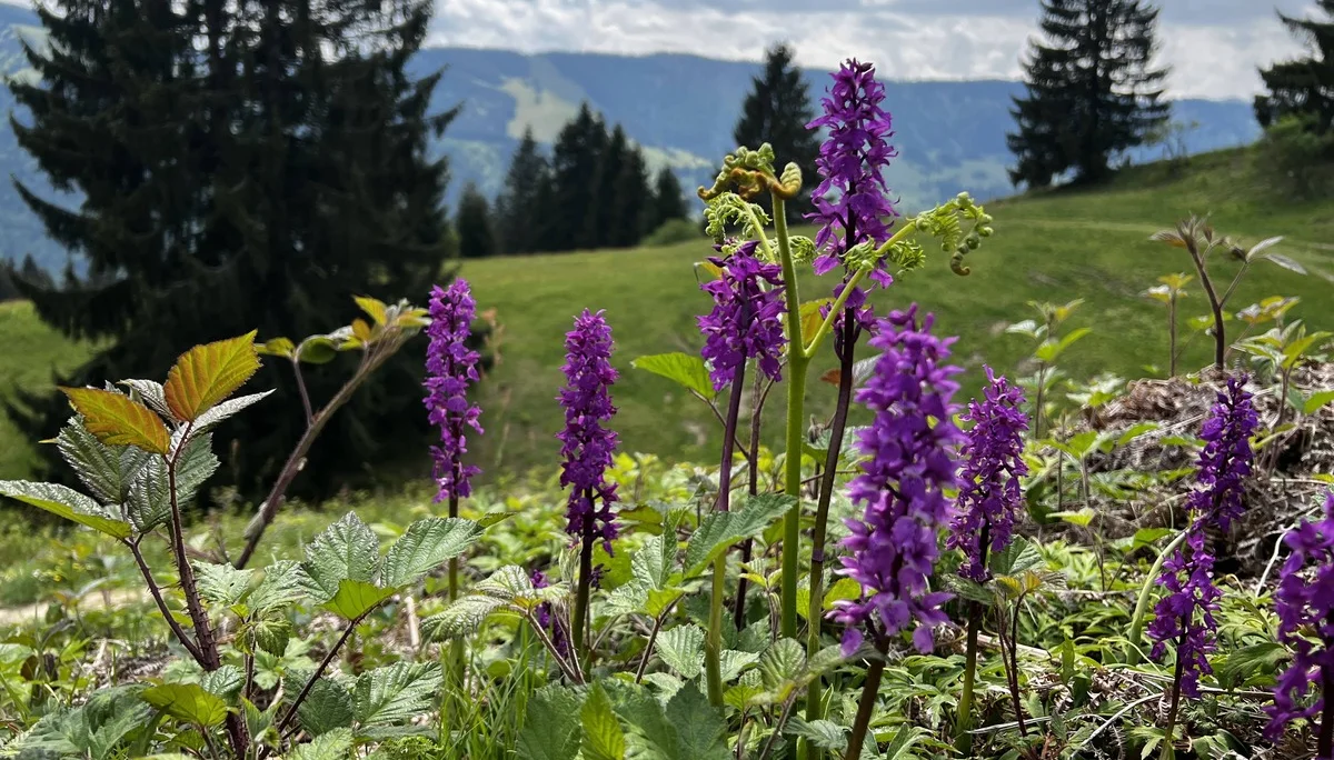 Zwischen Thaler Höhe und Siedelalpe - blühendes Knabenkraut am Aussichtspunkt Alpseeblick | © DAV Augsburg Senioren