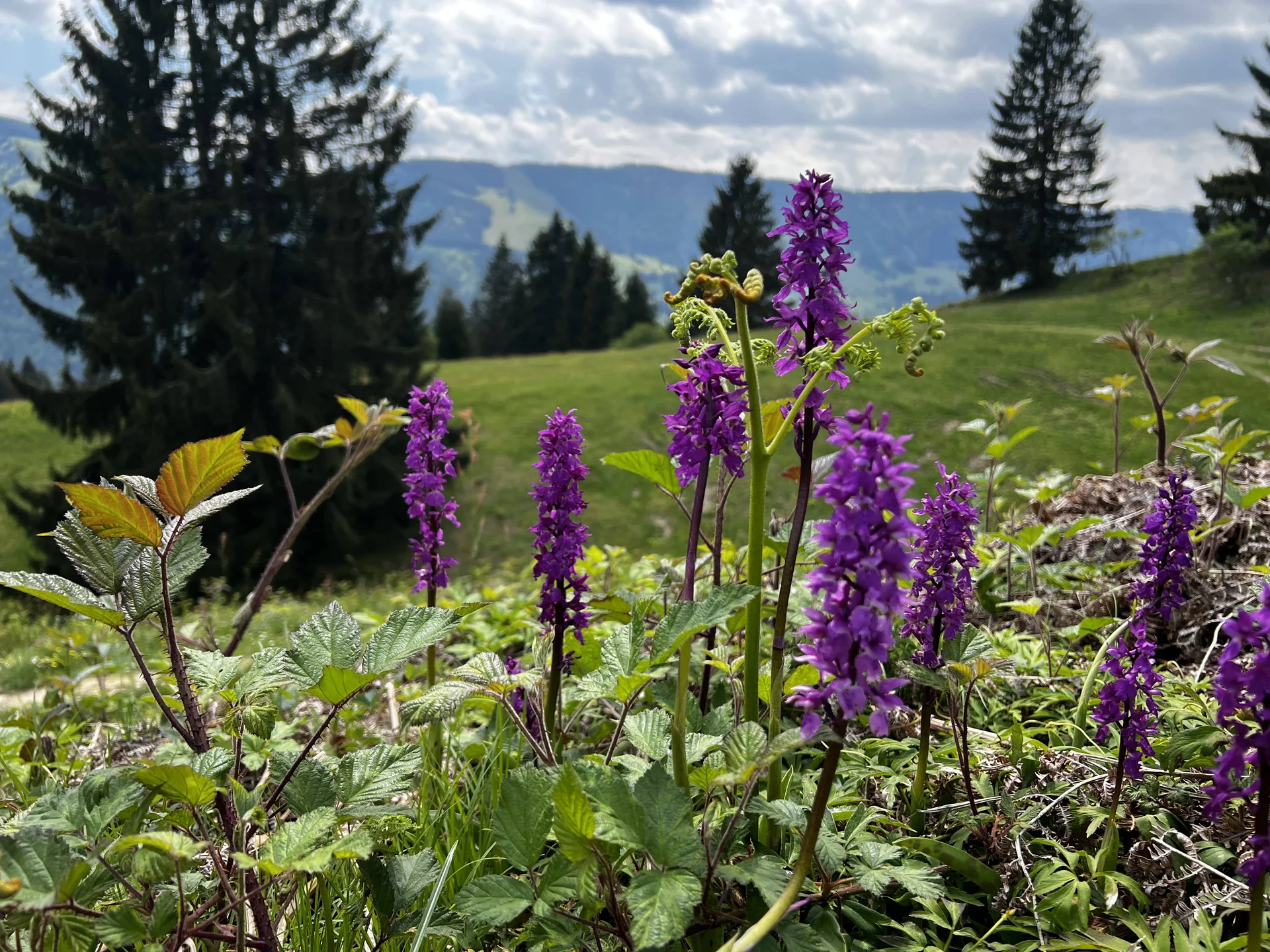 Zwischen Thaler Höhe und Siedelalpe - blühendes Knabenkraut am Aussichtspunkt Alpseeblick | © DAV Augsburg Senioren