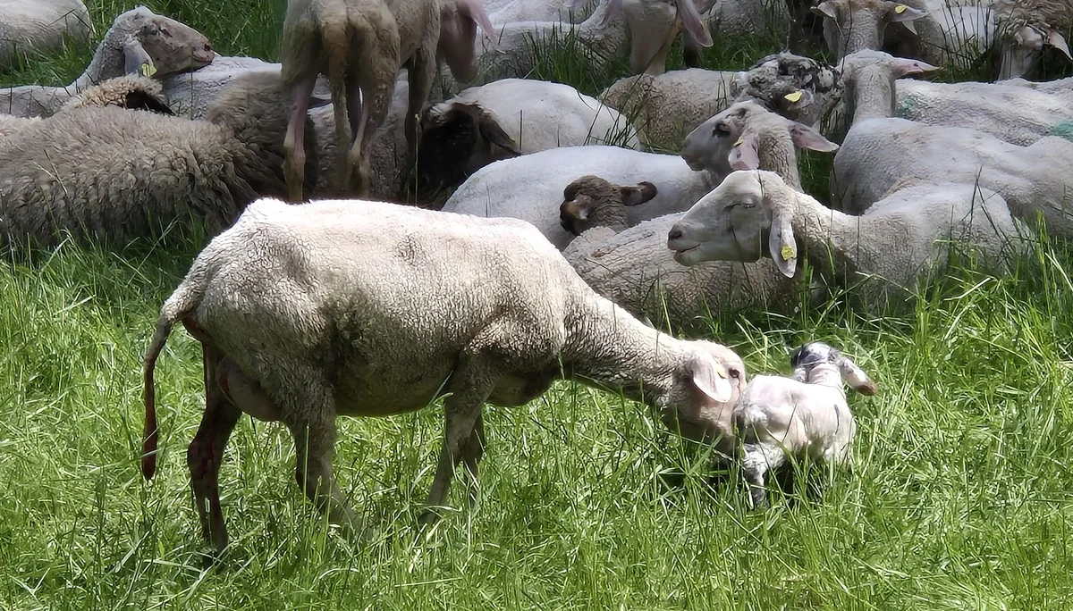 Wir verfolgen die Geburt eines Lämmchens | © DAV Augsburg Senioren