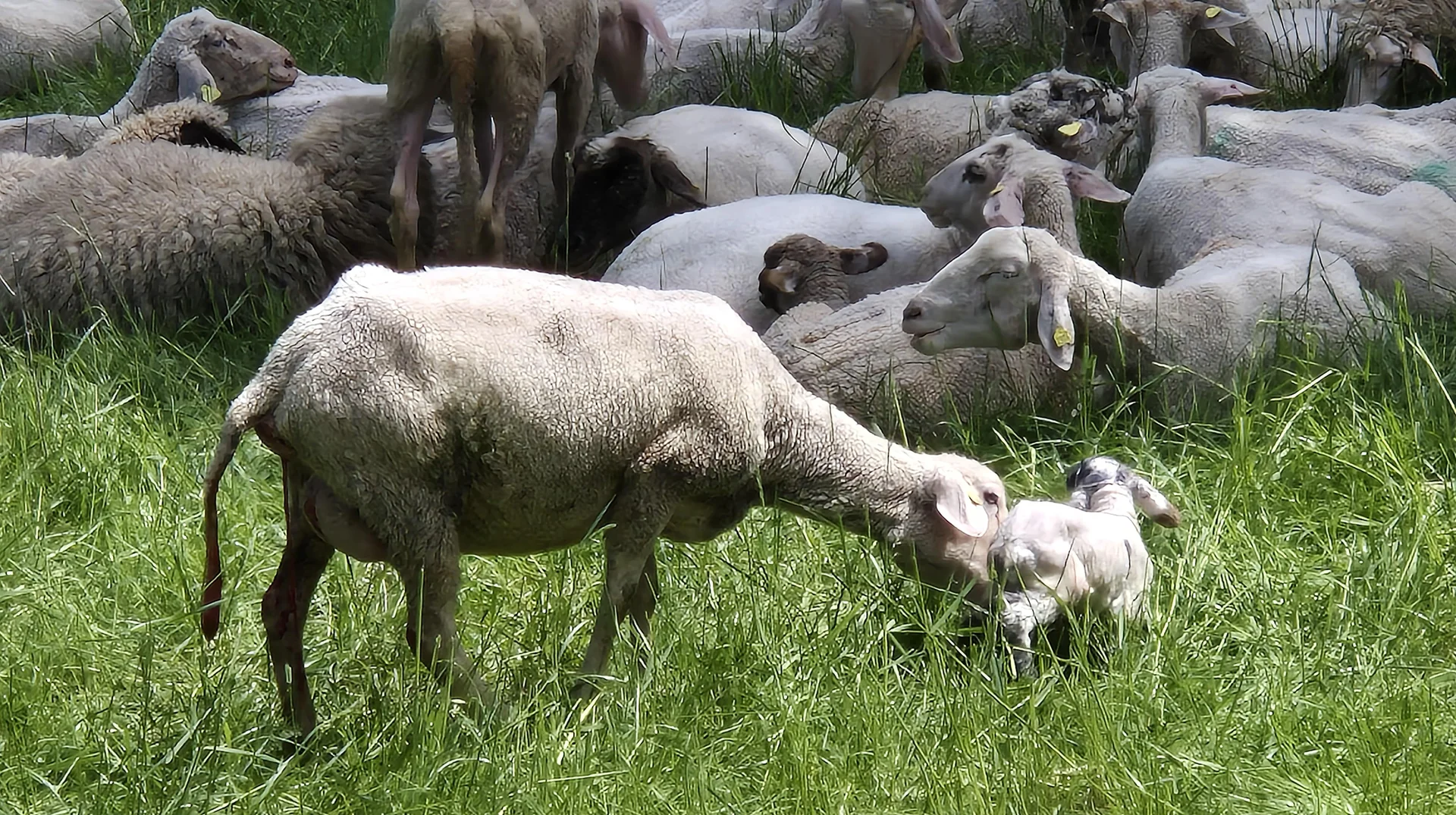Wir verfolgen die Geburt eines Lämmchens | © DAV Augsburg Senioren