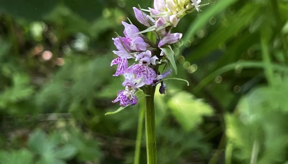Am Aufstieg zum Schafkopf - Geflecktes Knabenkraut | © DAV Augsburg Senioren