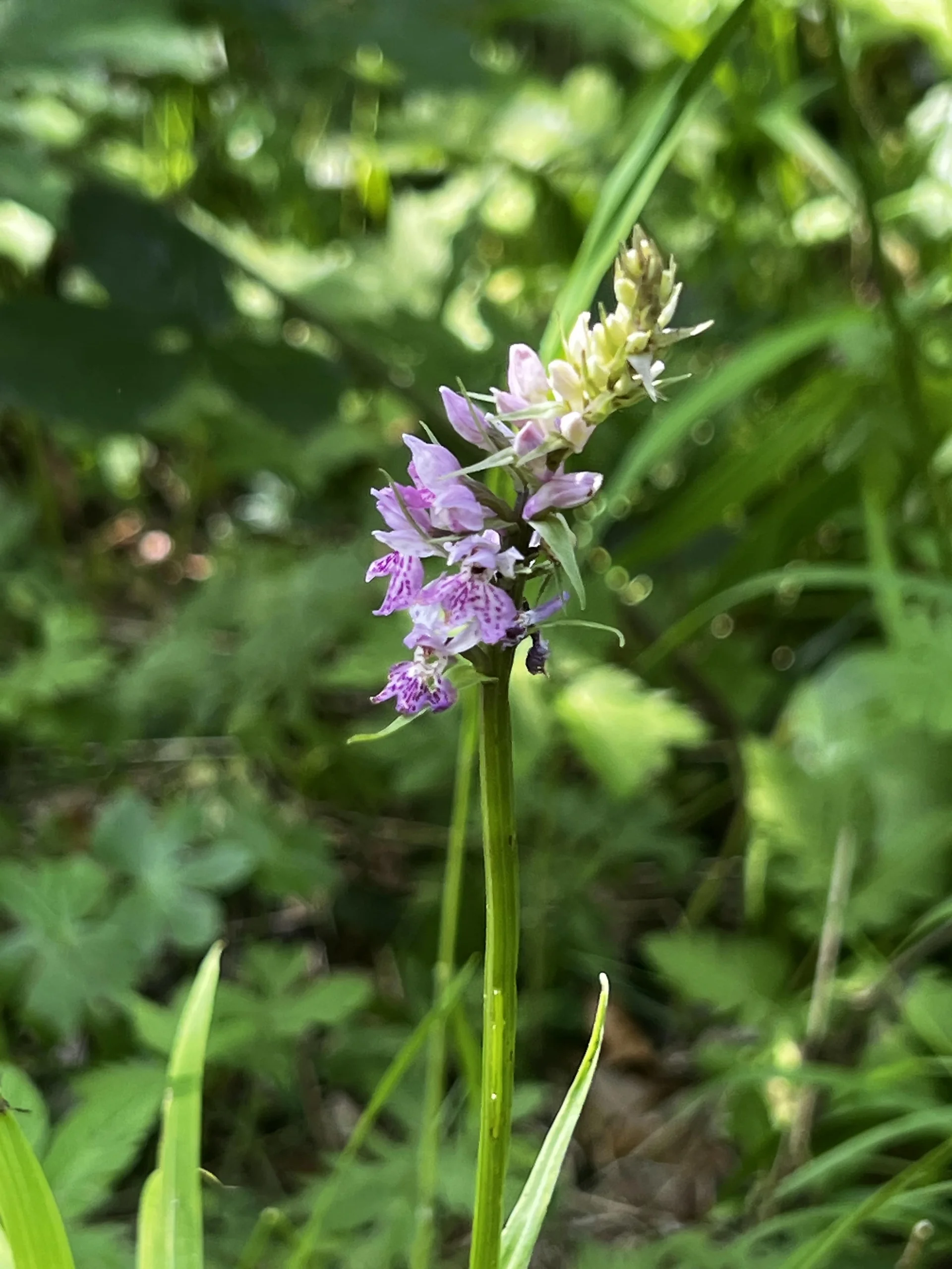 Am Aufstieg zum Schafkopf - Geflecktes Knabenkraut | © DAV Augsburg Senioren