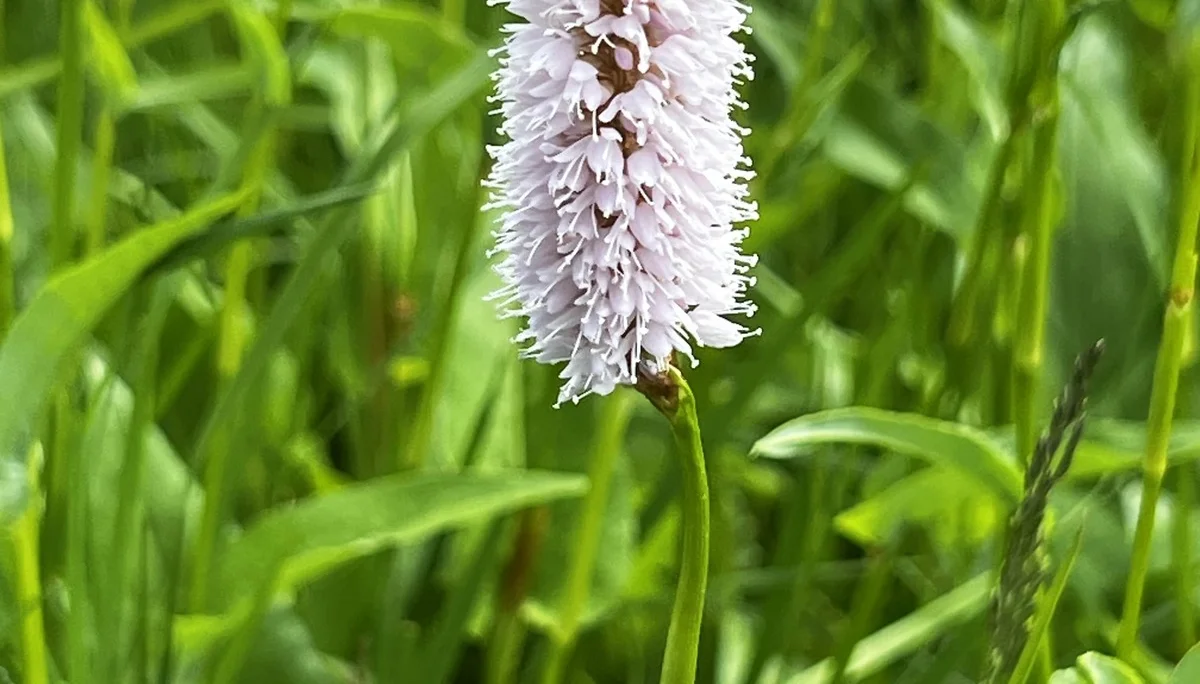 Am Rückweg von der Höllritzer Alpe - Schlangenknöterich | © DAV Augsburg Senioren