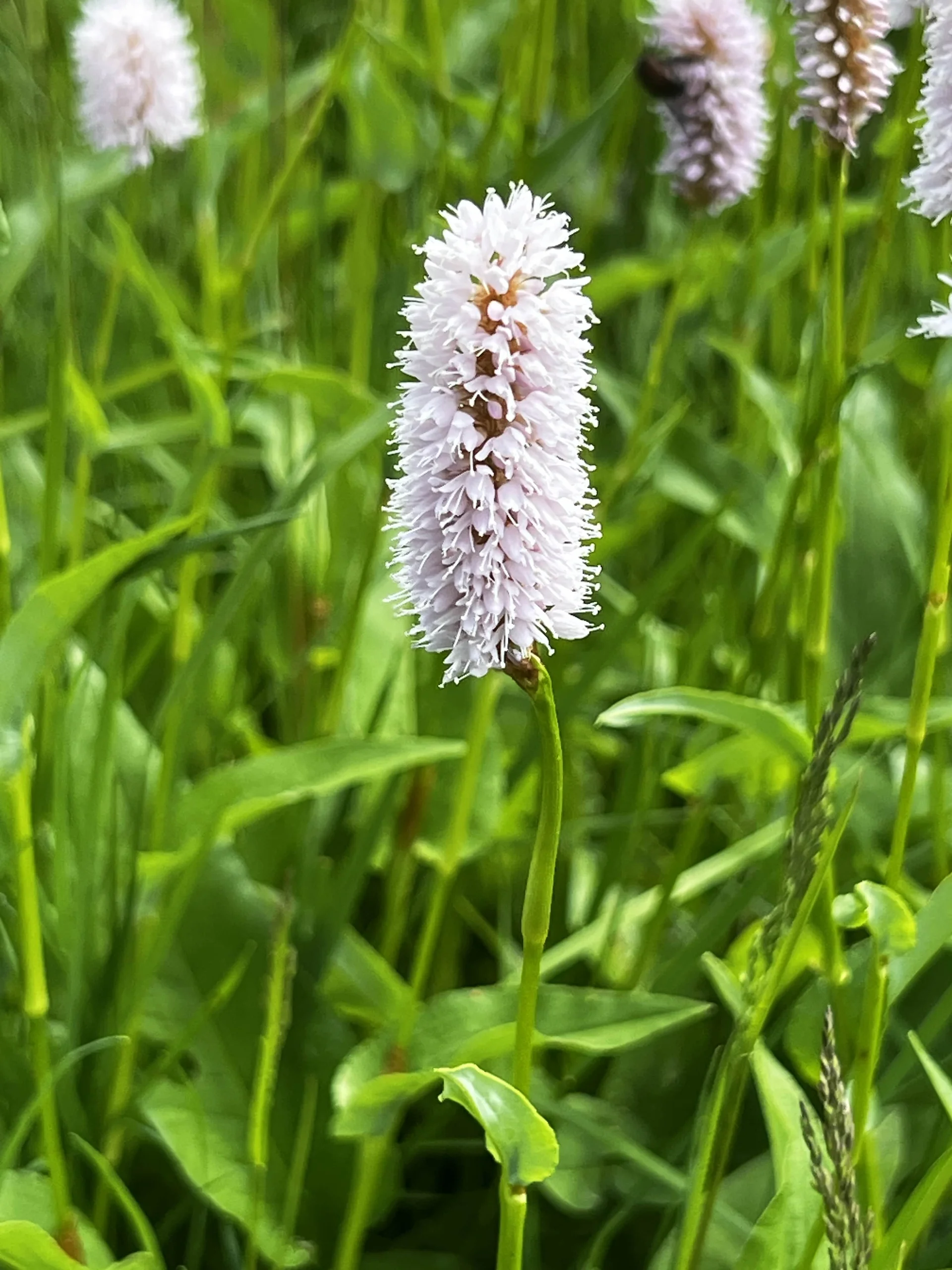Am Rückweg von der Höllritzer Alpe - Schlangenknöterich | © DAV Augsburg Senioren