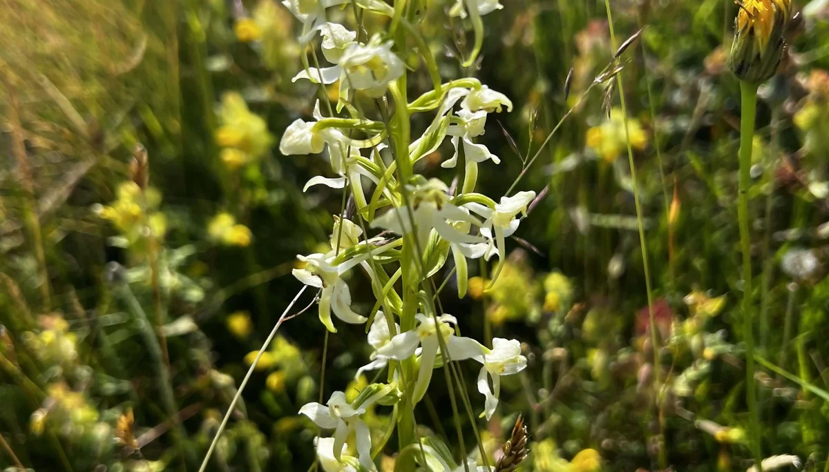 Am Rückweg von der Höllritzer Alpe - Grünliche Waldhyazinthe | © DAV Augsburg Senioren