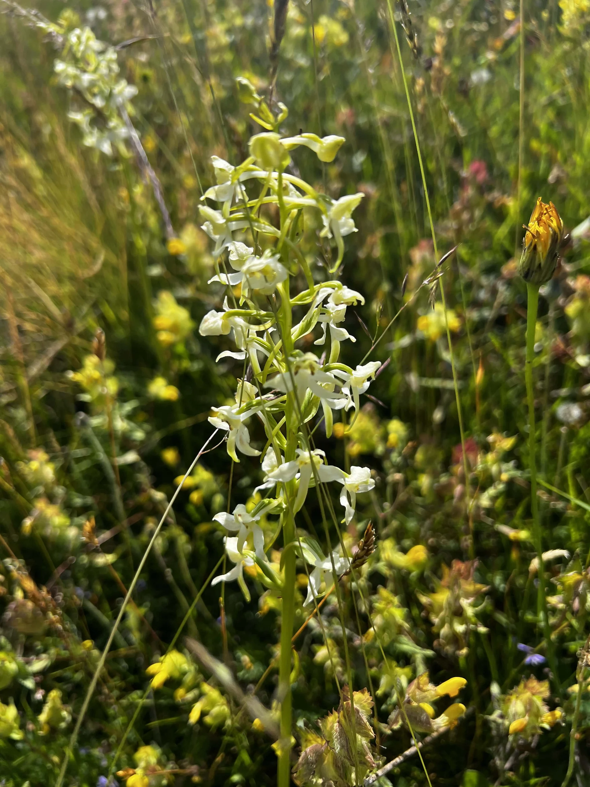 Am Rückweg von der Höllritzer Alpe - Grünliche Waldhyazinthe | © DAV Augsburg Senioren