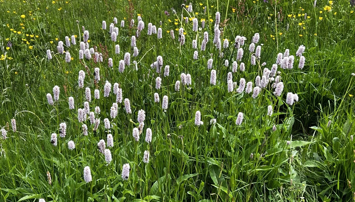 Am Rückweg von der Höllritzer Alpe - Schlangenknöterich | © DAV Augsburg Senioren