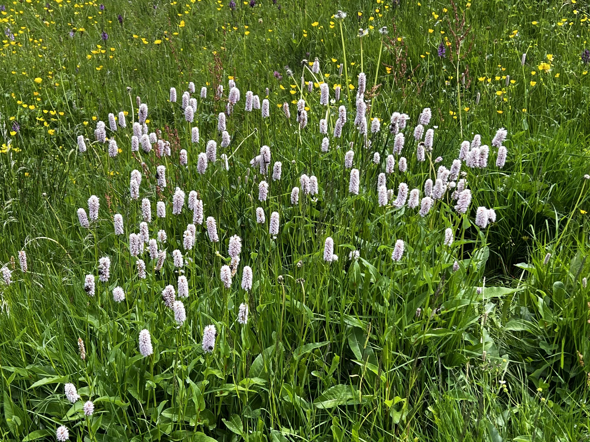 Am Rückweg von der Höllritzer Alpe - Schlangenknöterich | © DAV Augsburg Senioren