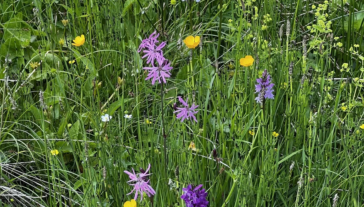 Am Rückweg von der Höllritzer Alpe - Wiesenstück mit Kuckuckslichtnelke und Knabenkräutern | © DAV Augsburg Senioren
