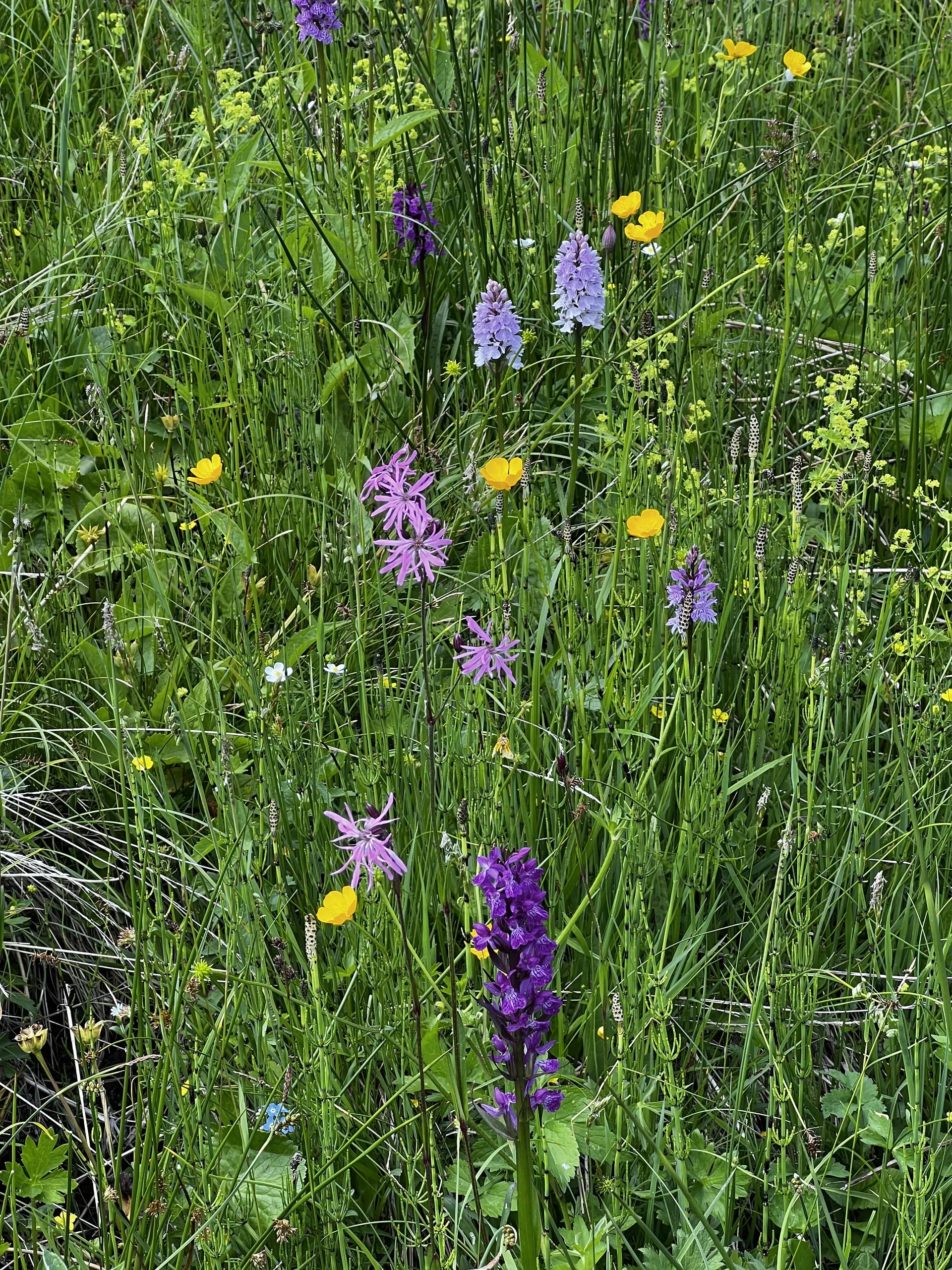 Am Rückweg von der Höllritzer Alpe - Wiesenstück mit Kuckuckslichtnelke und Knabenkräutern | © DAV Augsburg Senioren