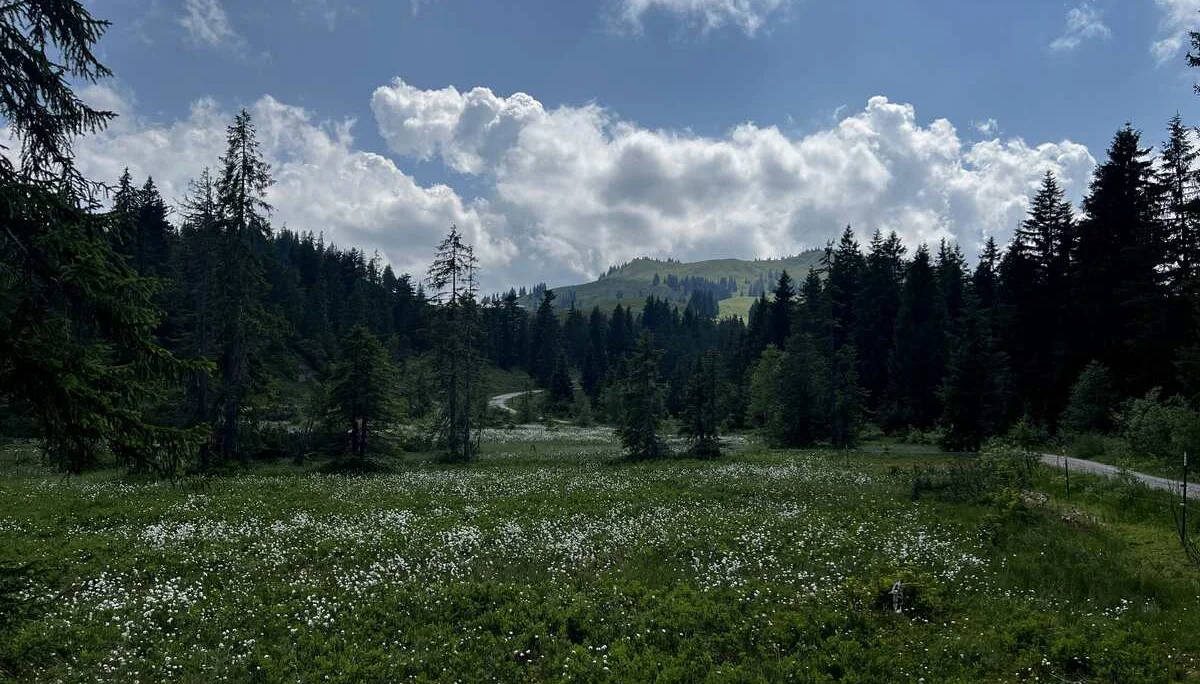 Am Rückweg von der Höllritzer Alpe - am Birkachmoor, Blick zurück auf Höllritzer Eck und Bleicherhorn | © DAV Augsburg Senioren
