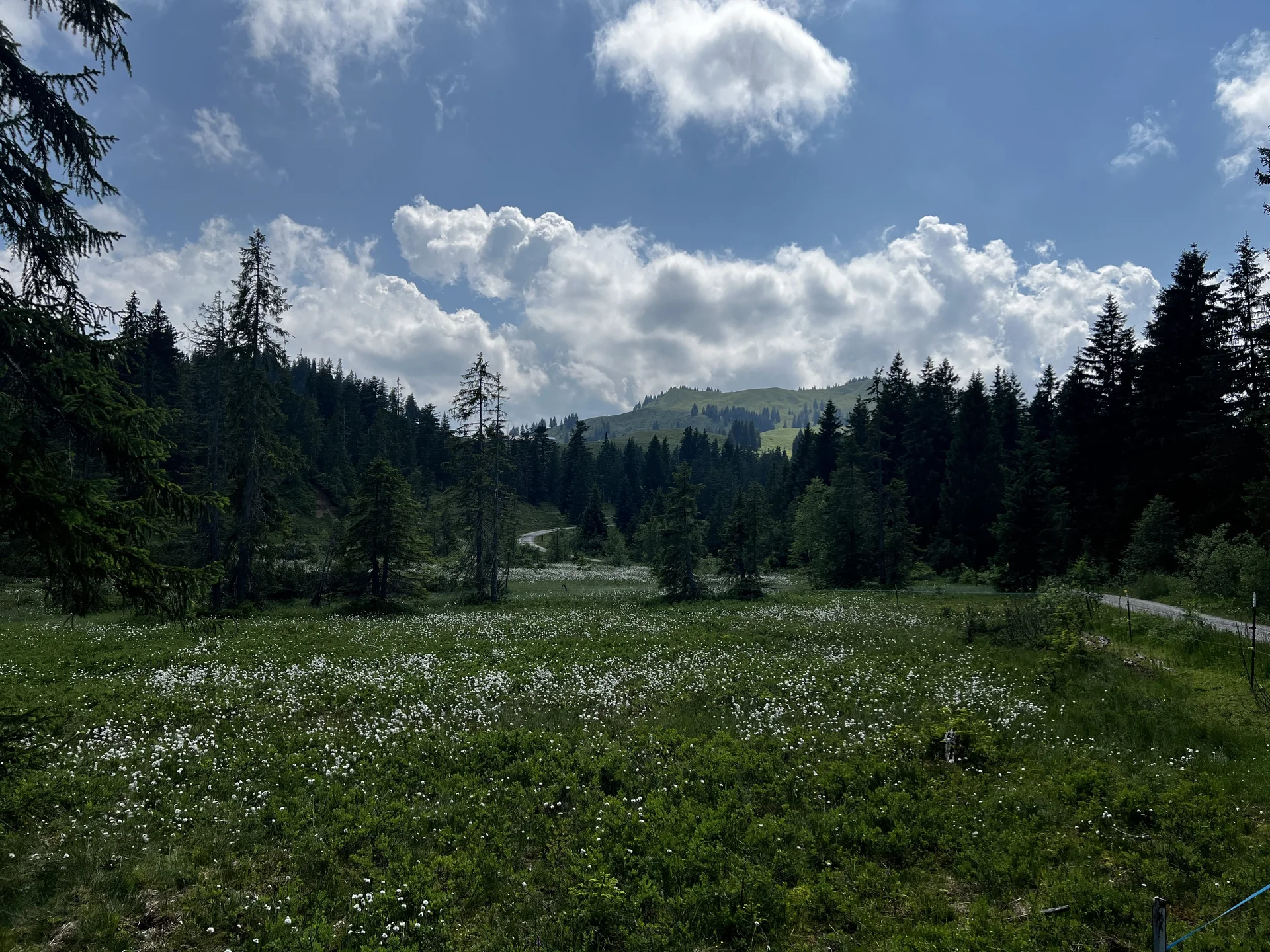 Am Rückweg von der Höllritzer Alpe - am Birkachmoor, Blick zurück auf Höllritzer Eck und Bleicherhorn | © DAV Augsburg Senioren