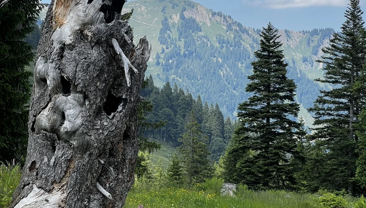 Am Rückweg von der Höllritzer Alpe - Blumenwiesen, alter Baumstrunk, im Hintergrund der Stuiben (Nagelfluhkette) | © DAV Augsburg Senioren