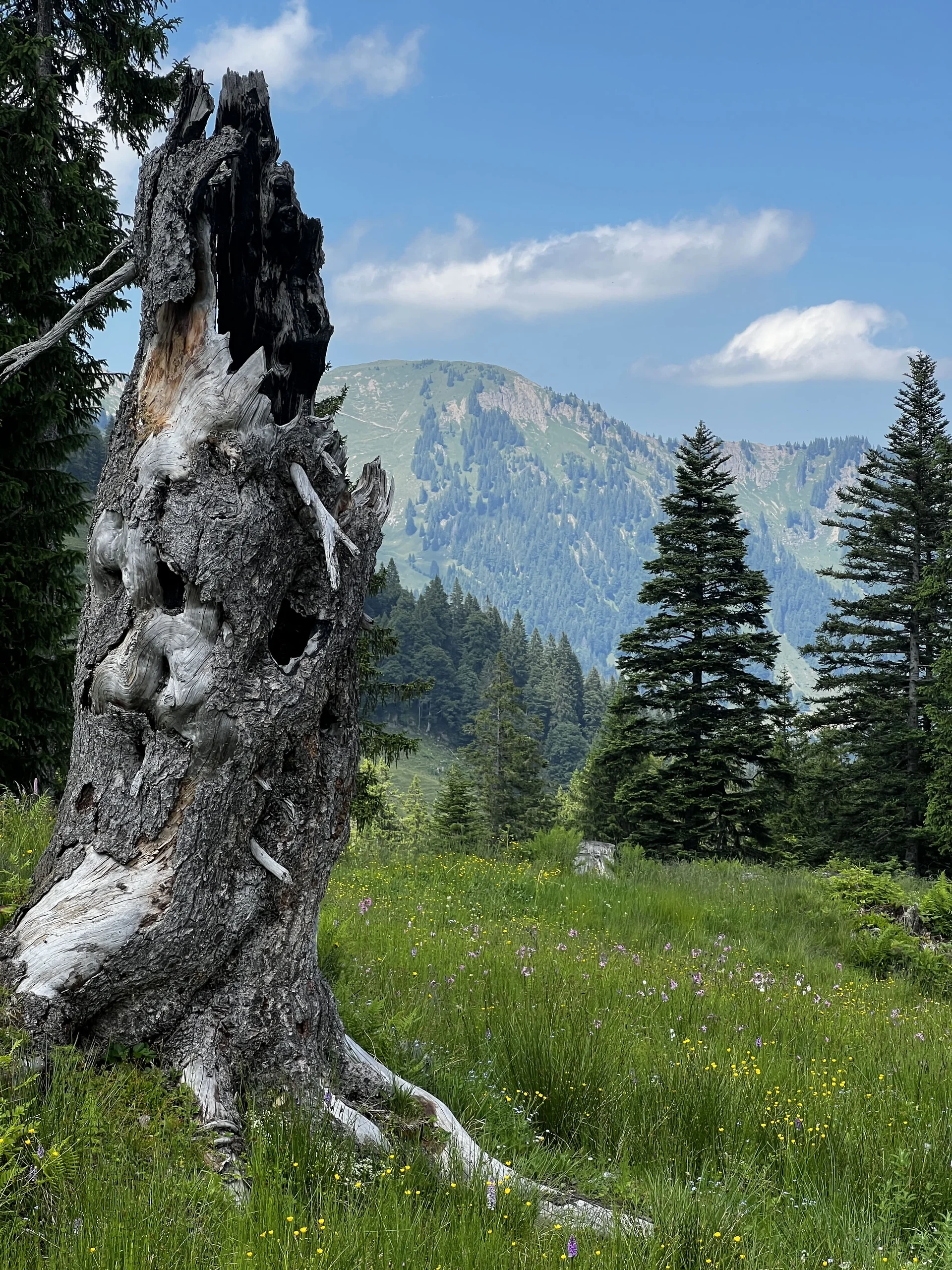 Am Rückweg von der Höllritzer Alpe - Blumenwiesen, alter Baumstrunk, im Hintergrund der Stuiben (Nagelfluhkette) | © DAV Augsburg Senioren