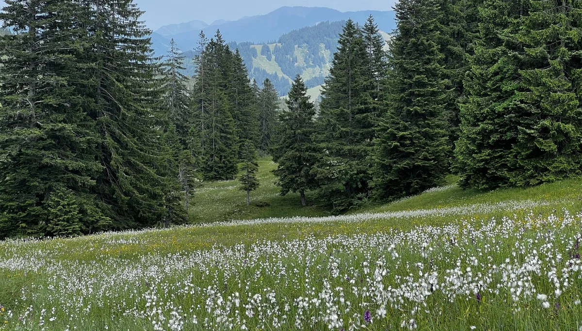 Am Rückweg von der Höllritzer Alpe - Blumenwiesen mit Wollgras und Knabenkraut | © DAV Augsburg Senioren