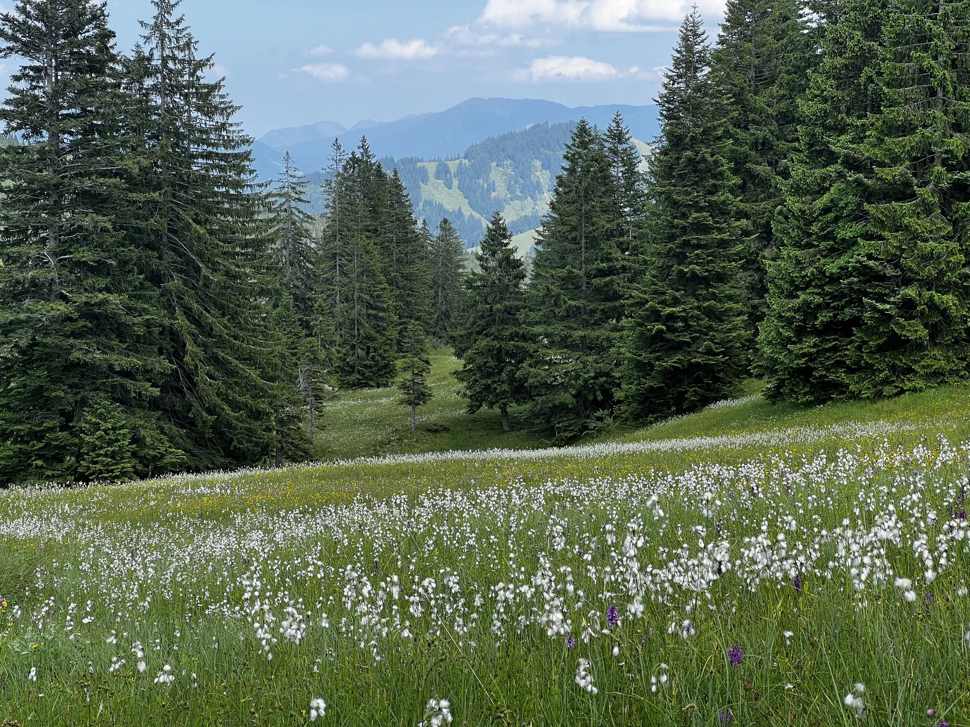 Am Rückweg von der Höllritzer Alpe - Blumenwiesen mit Wollgras und Knabenkraut | © DAV Augsburg Senioren